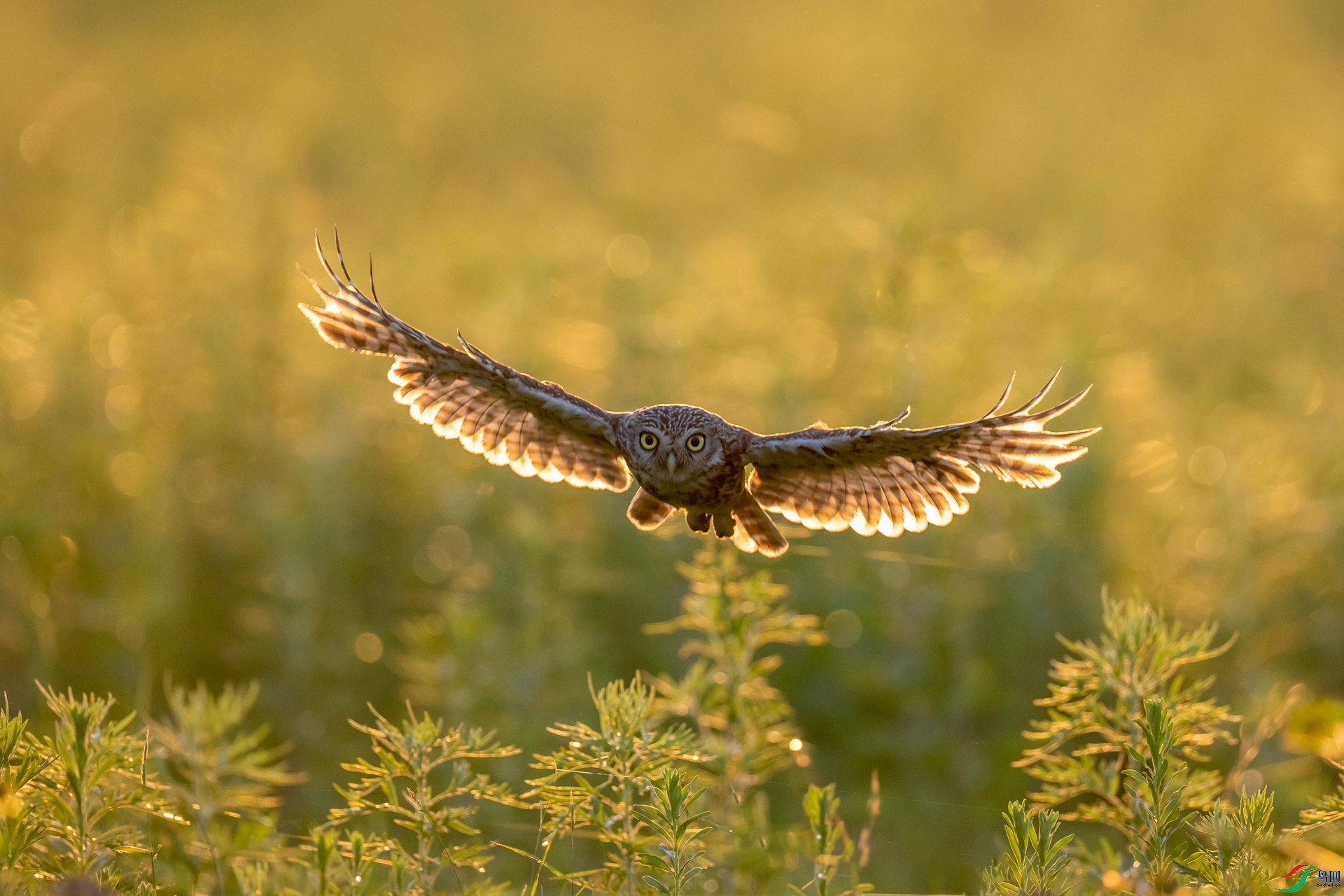 ���о���