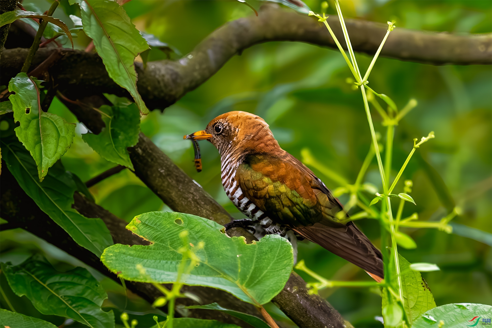 ���飨����