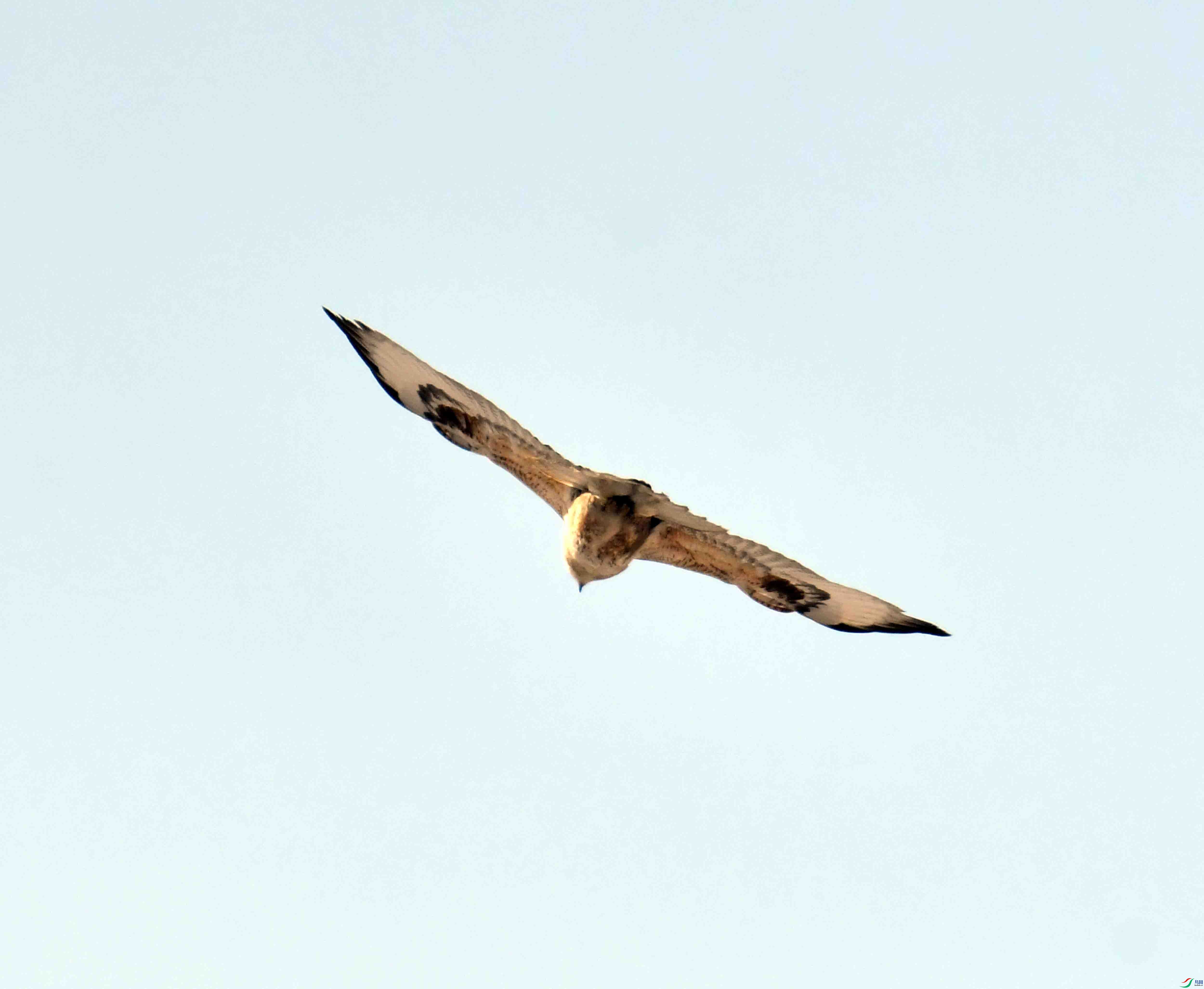 DSC_1005.JPG