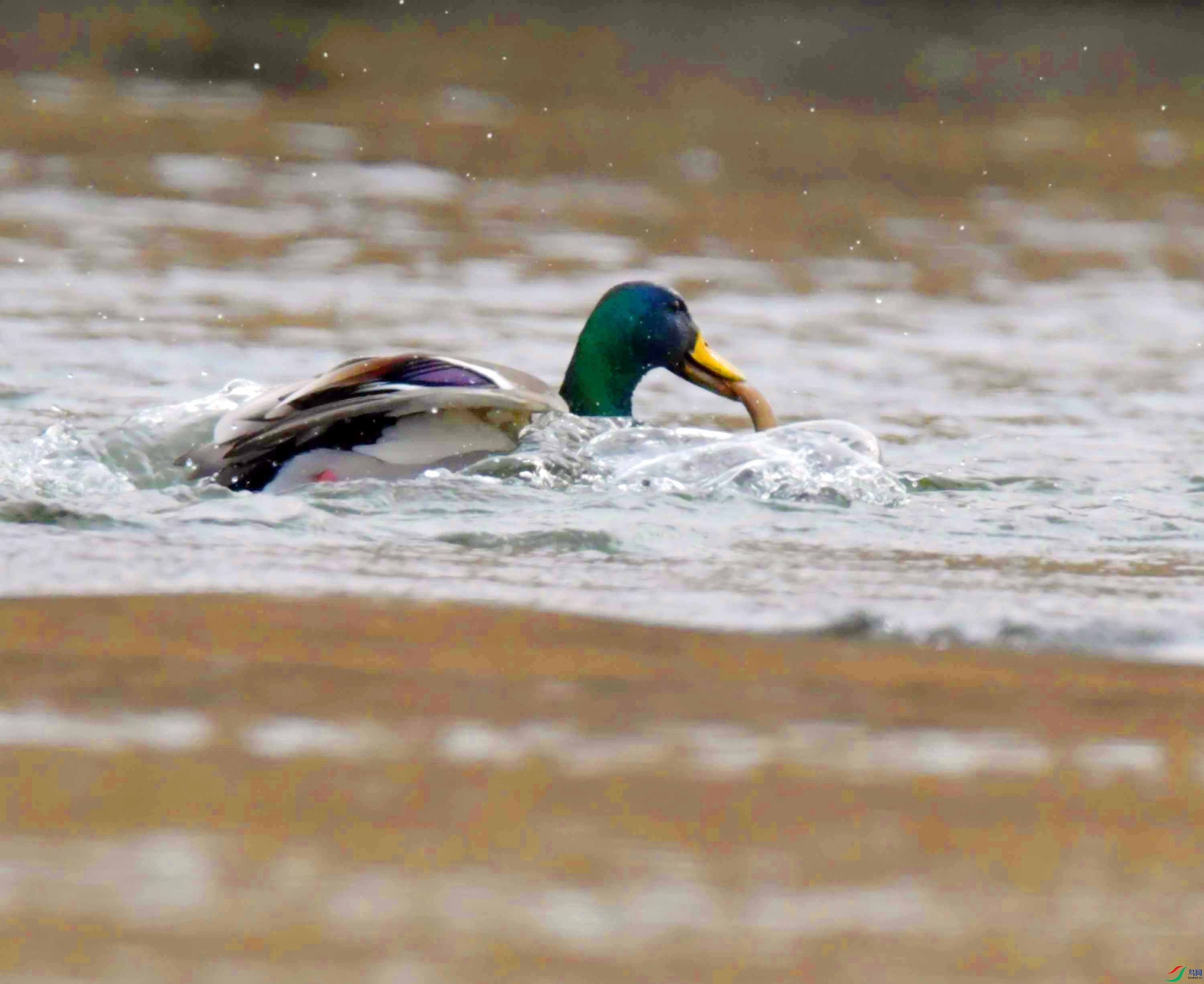 DSC_1755.JPG