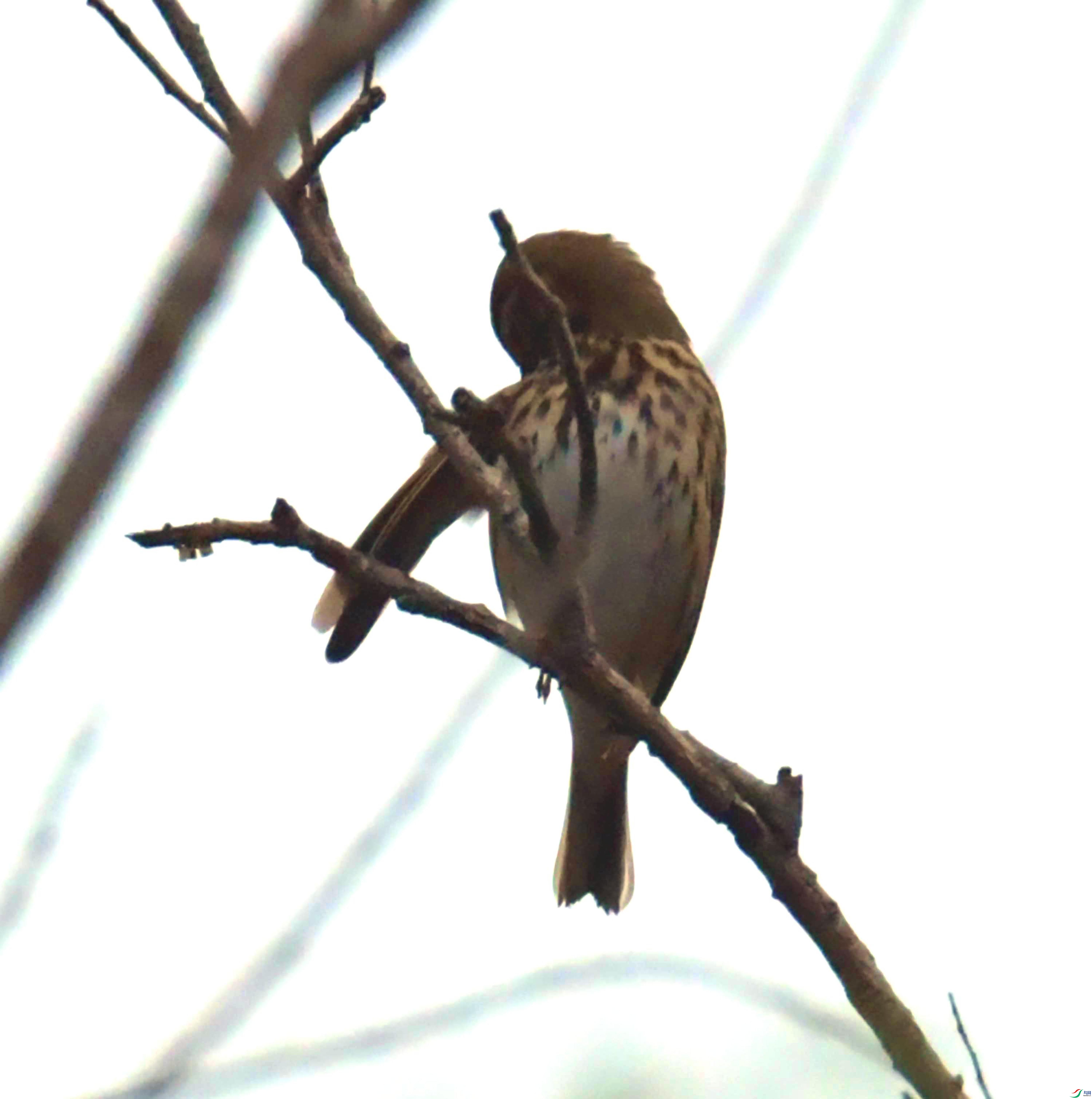 DSC_4275.JPG