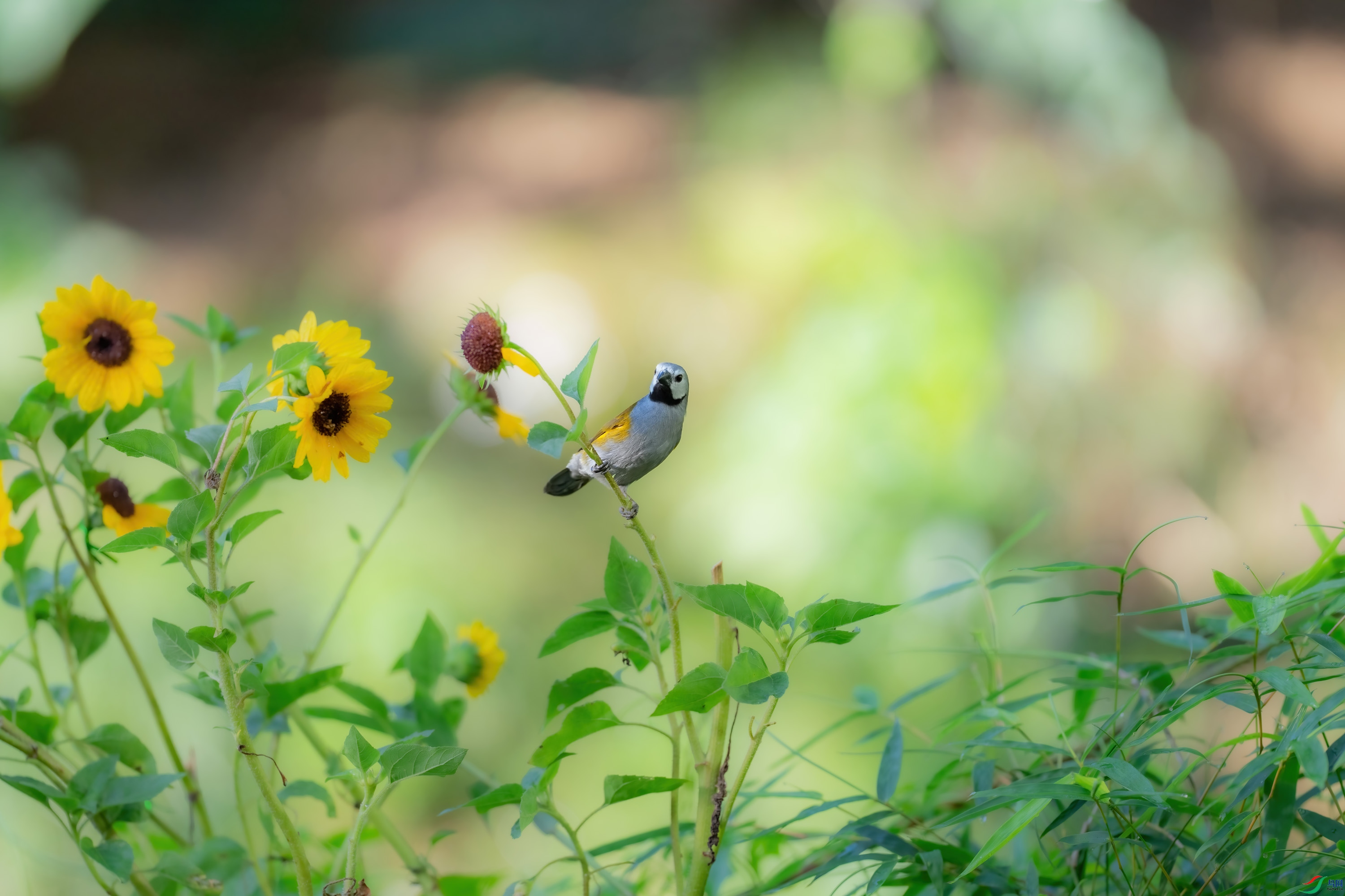 DSC02421 ����.jpg