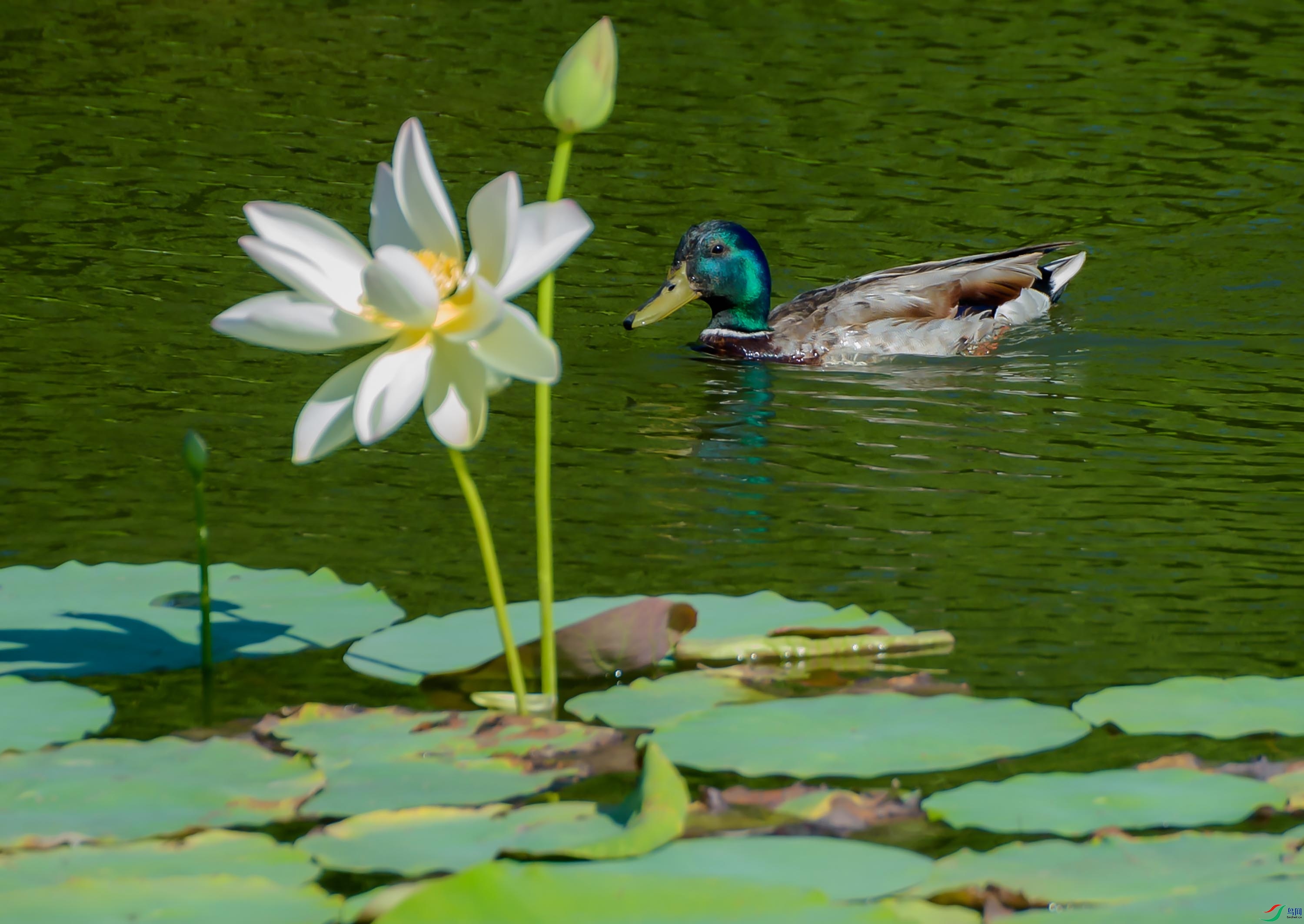 DSC_3503 --�ɻ�ҰѼ--3.jpg