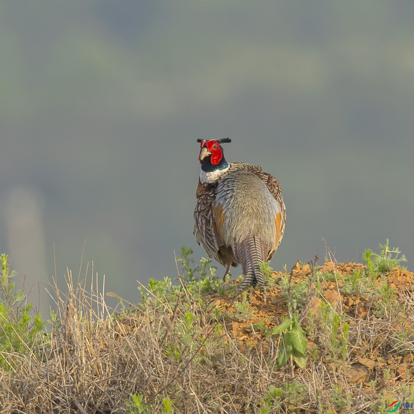 _MG_0718 ����.jpg