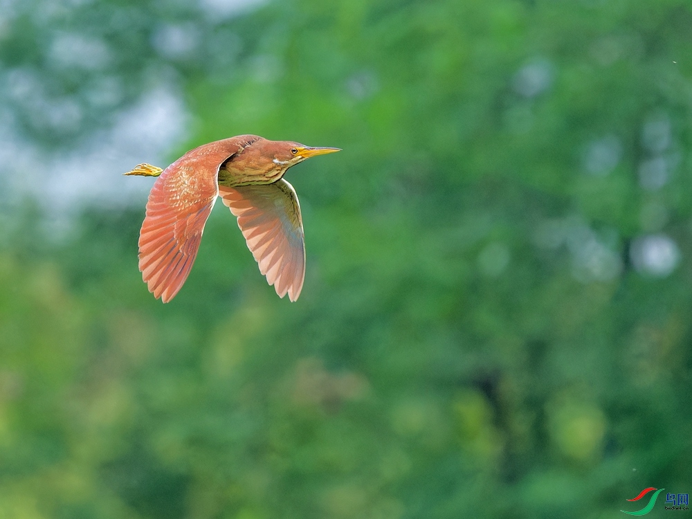 P6040226_DxO_1 - ����.jpg