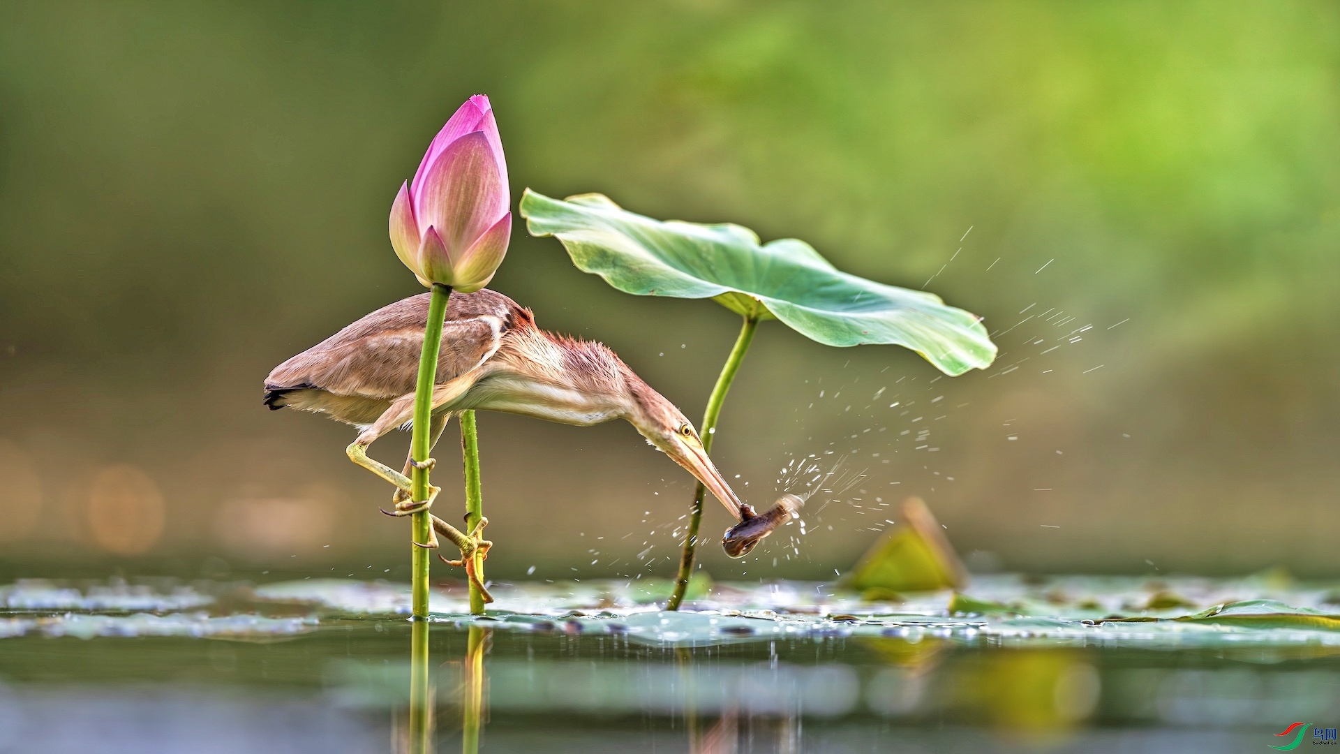 12_XXL8317-����ǿ-NR ���� 2.jpeg