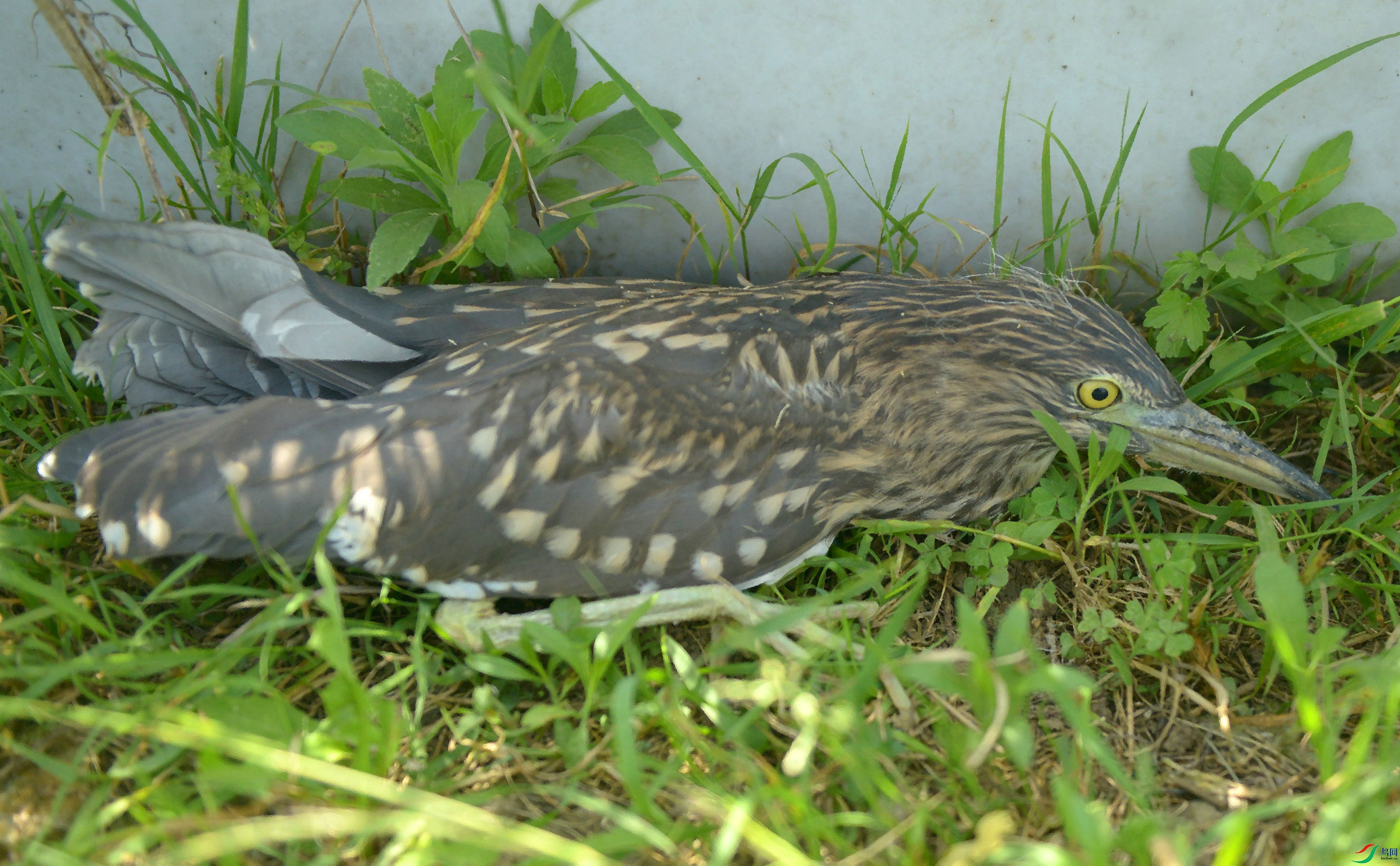 DSC_0677.jpg