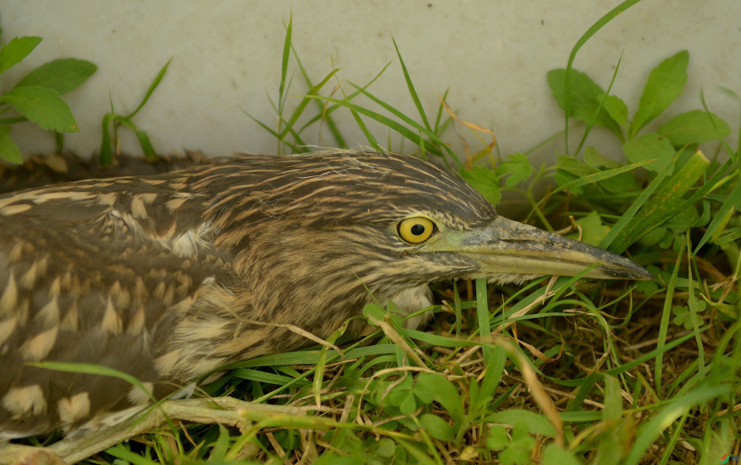 DSC_0695.jpg