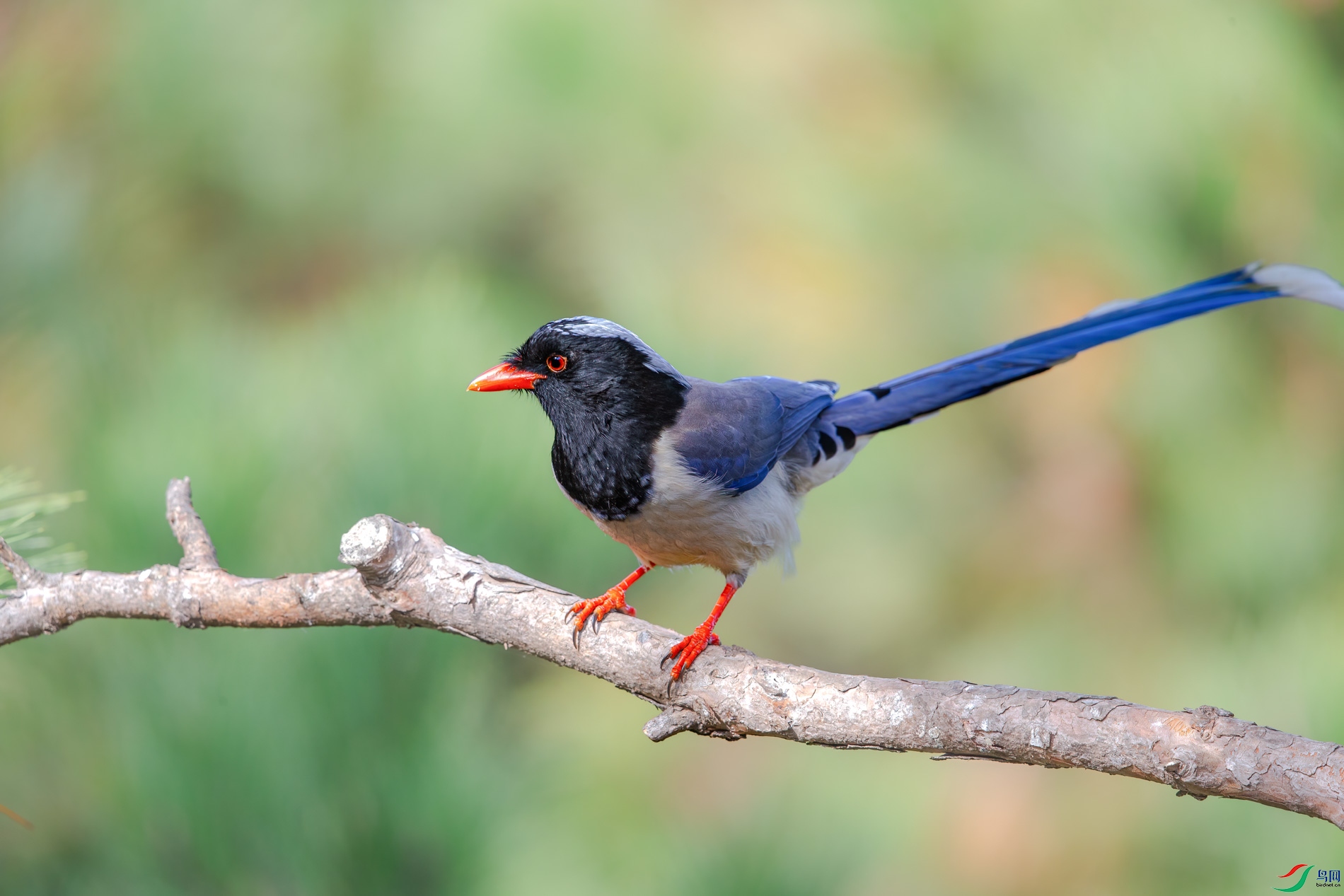 AQ4P0479-1.jpg