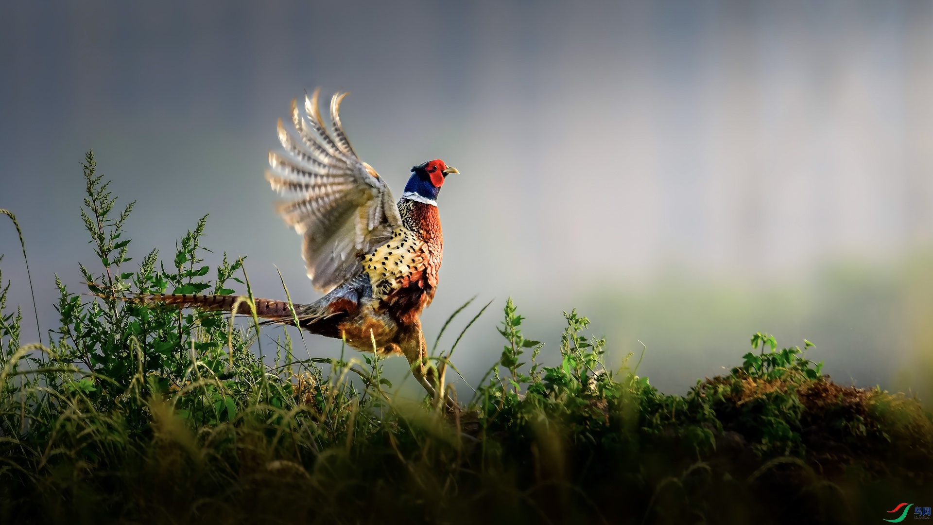 1_XXL7084 ���� 2.jpeg