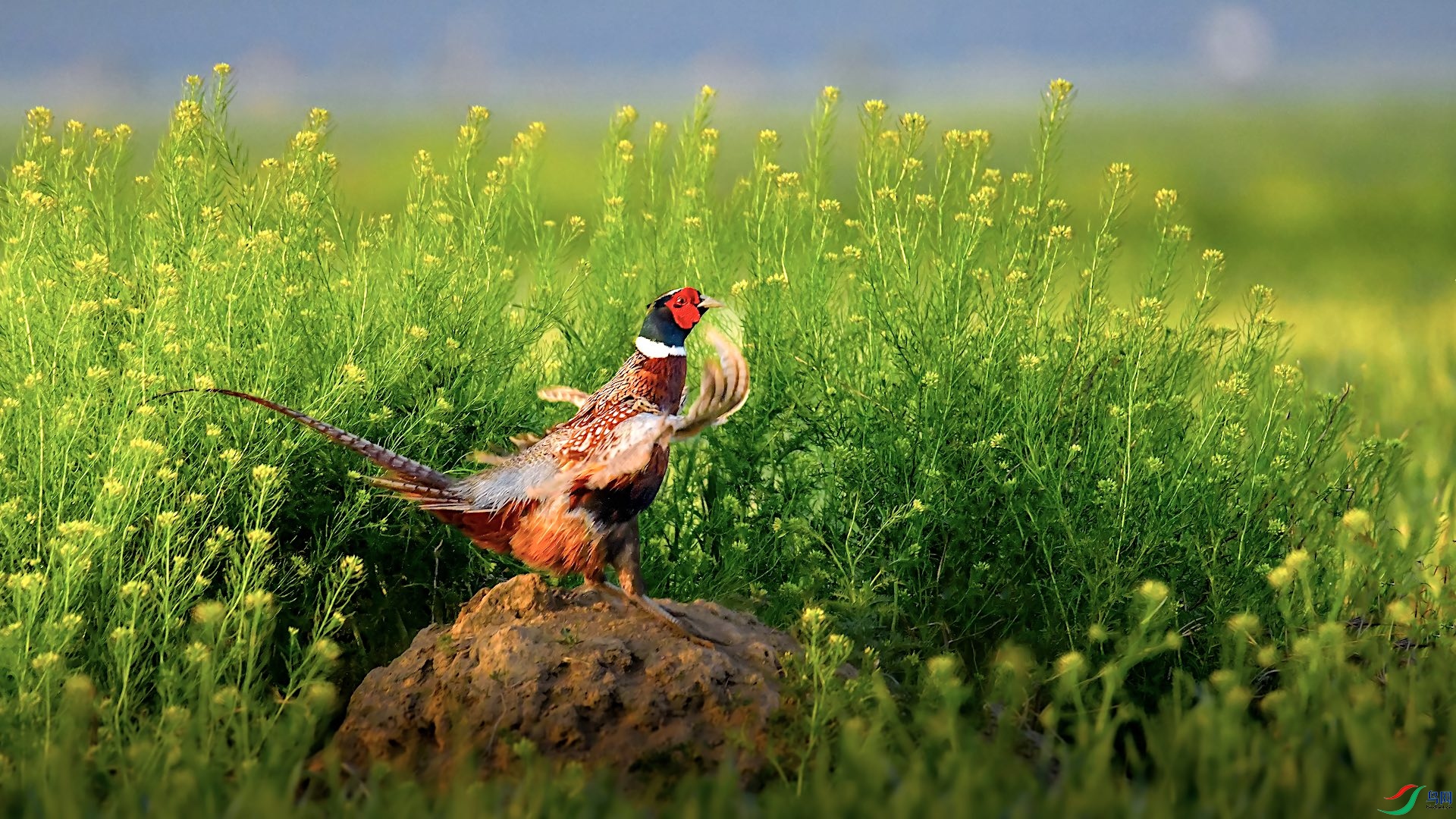 1_XXL8509 ����.jpeg