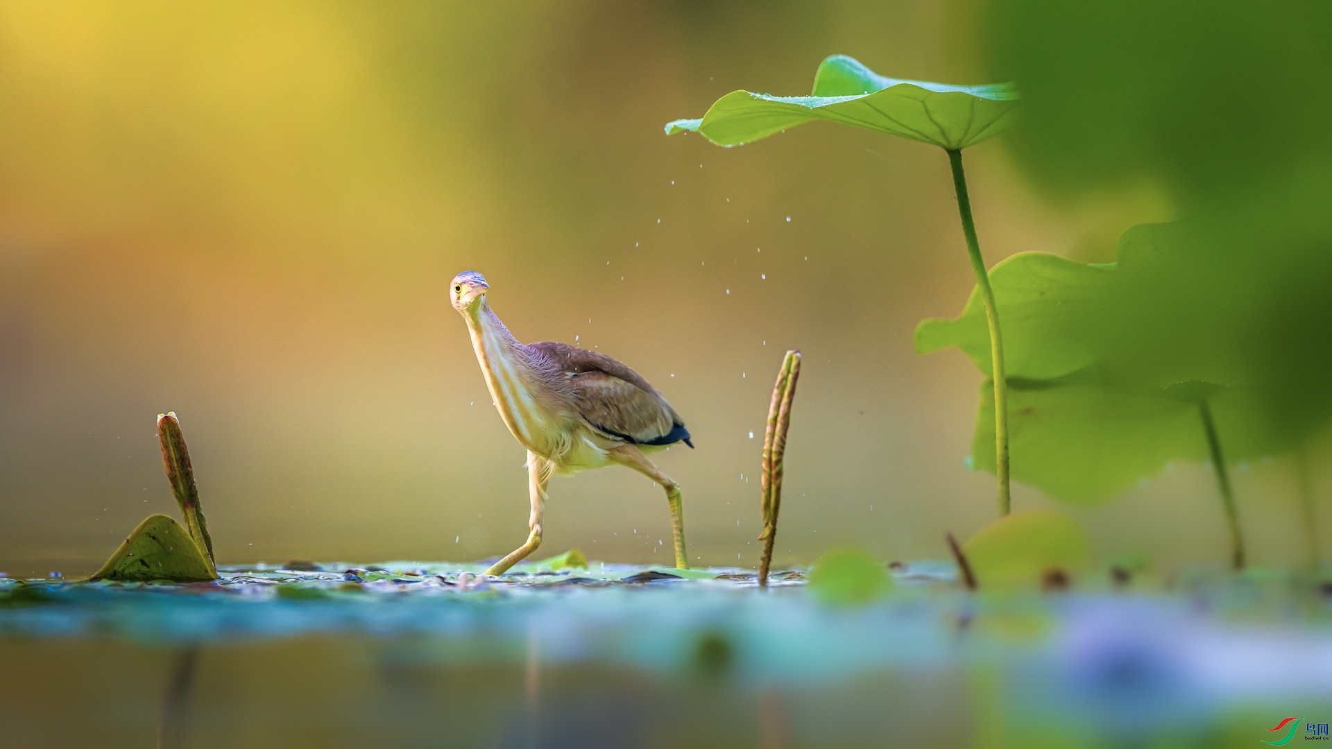 1_XXL8609-1 ����.jpeg