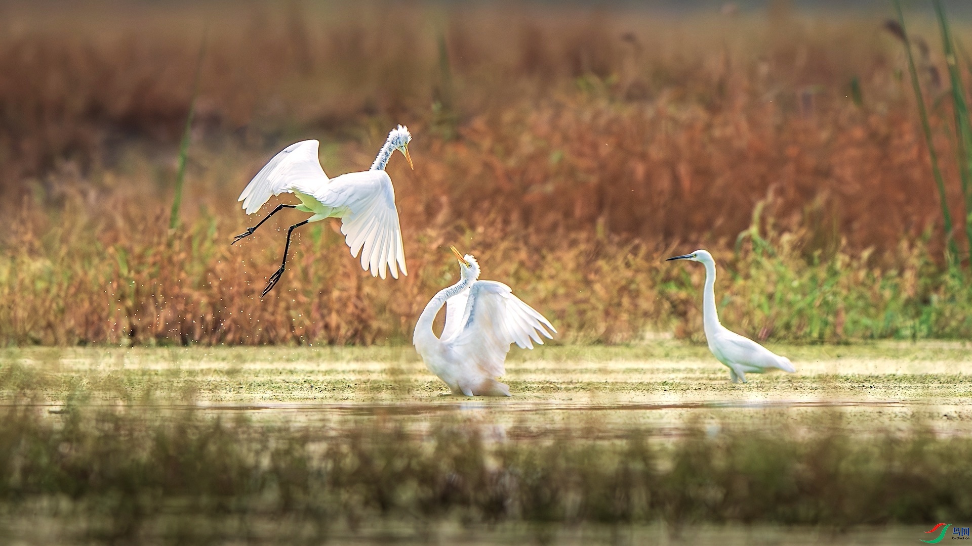 1XXL_6058-����ǿ-NR ����.jpeg