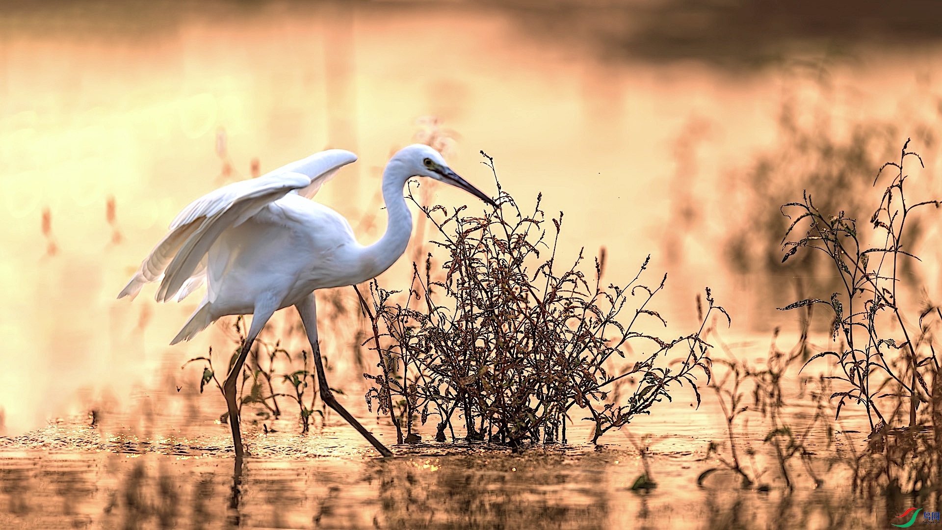 1XXL_6909-����ǿ-NR ����.jpeg