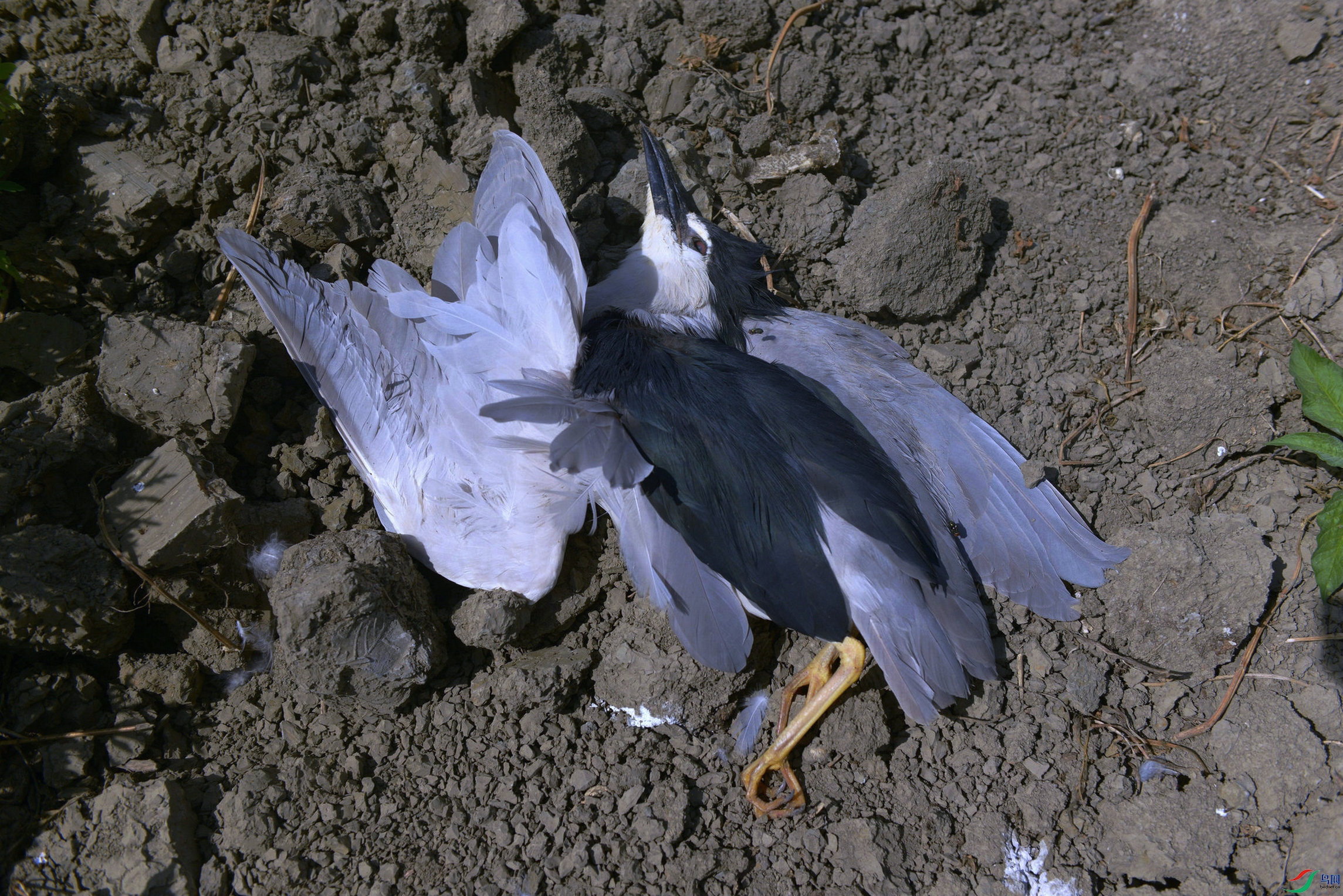 DSC_0674.jpg