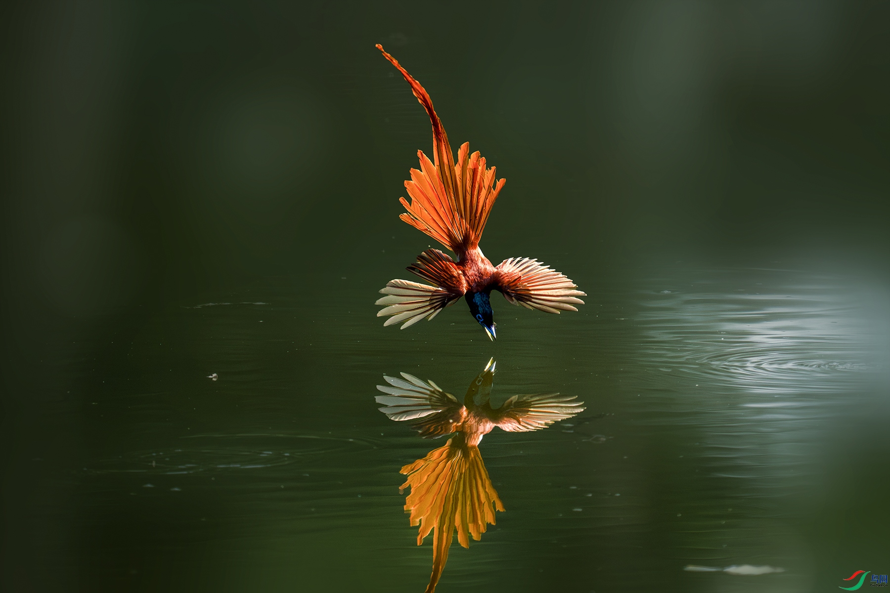 LZW02252-����ǿ-NR ����.jpg