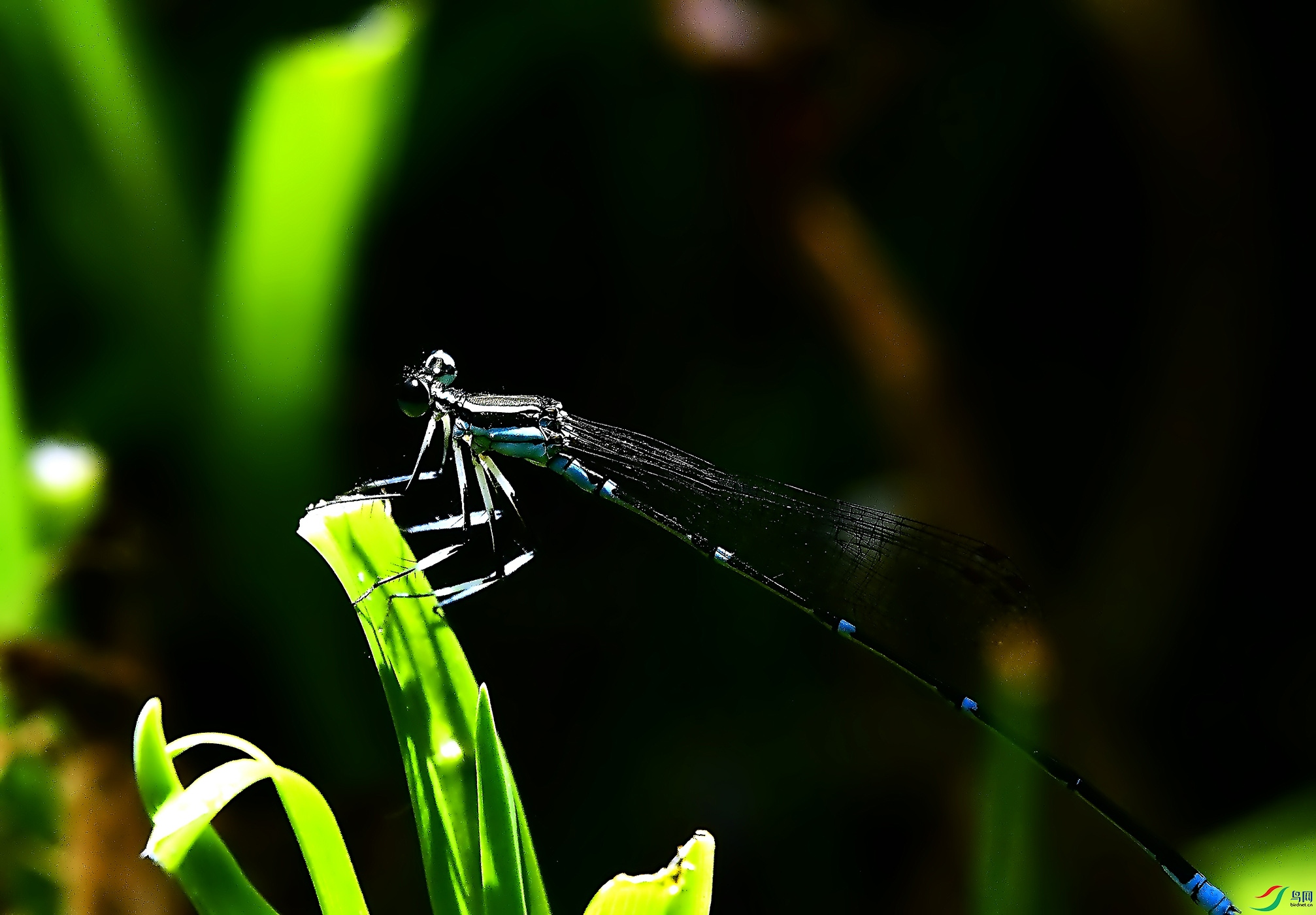 _DSC8409.jpg
