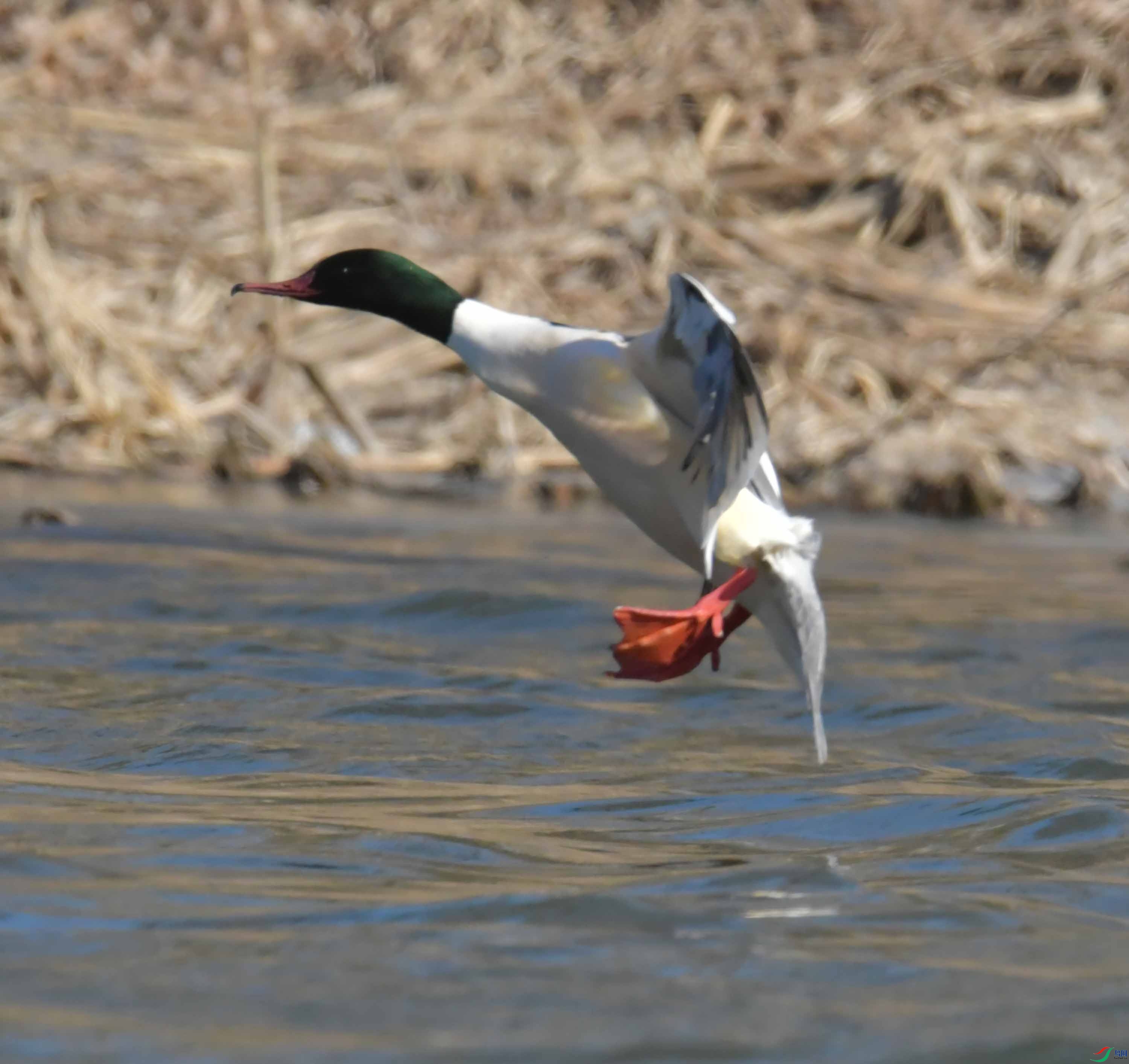 DSC_0206.JPG