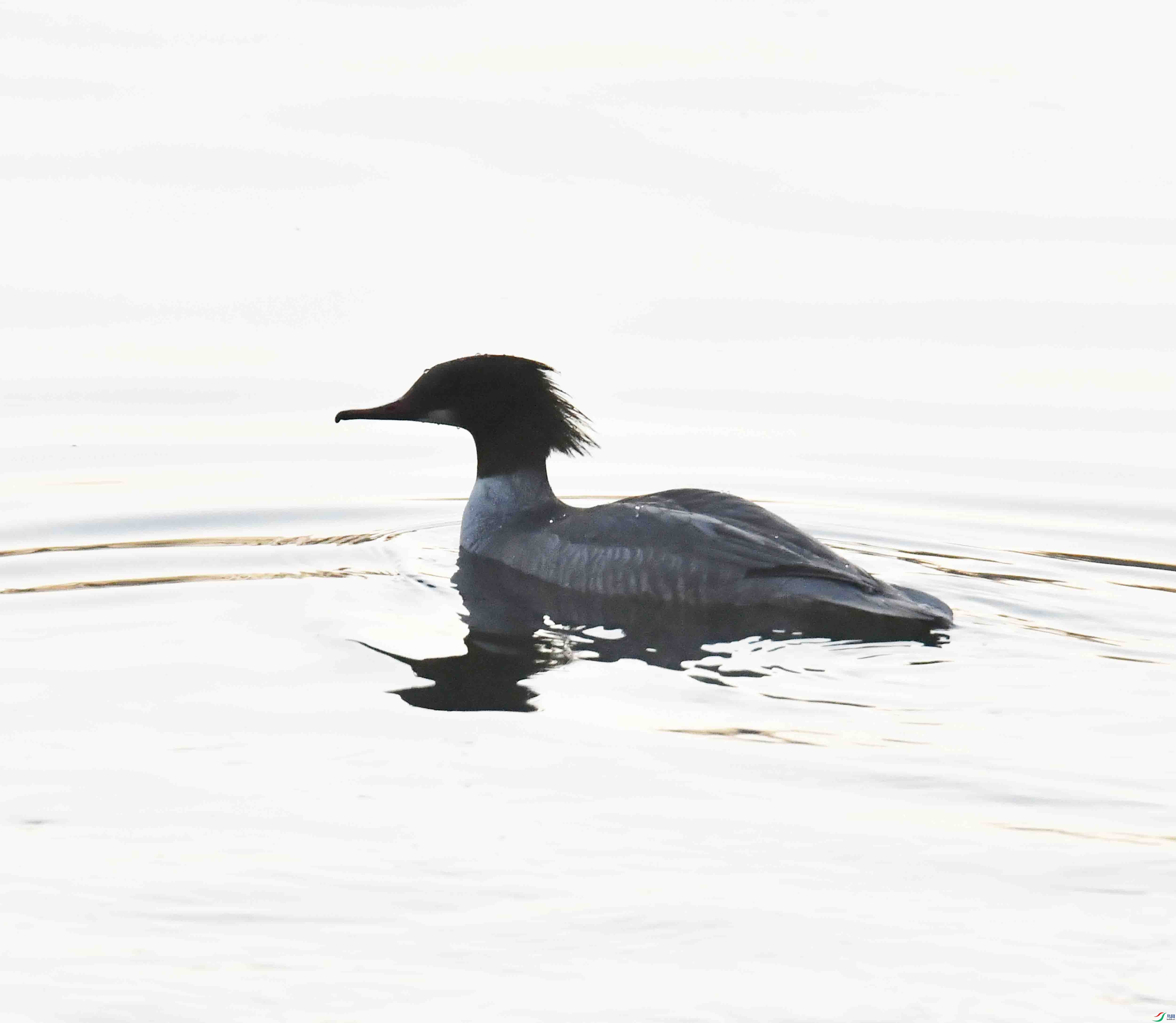 DSC_1070.JPG