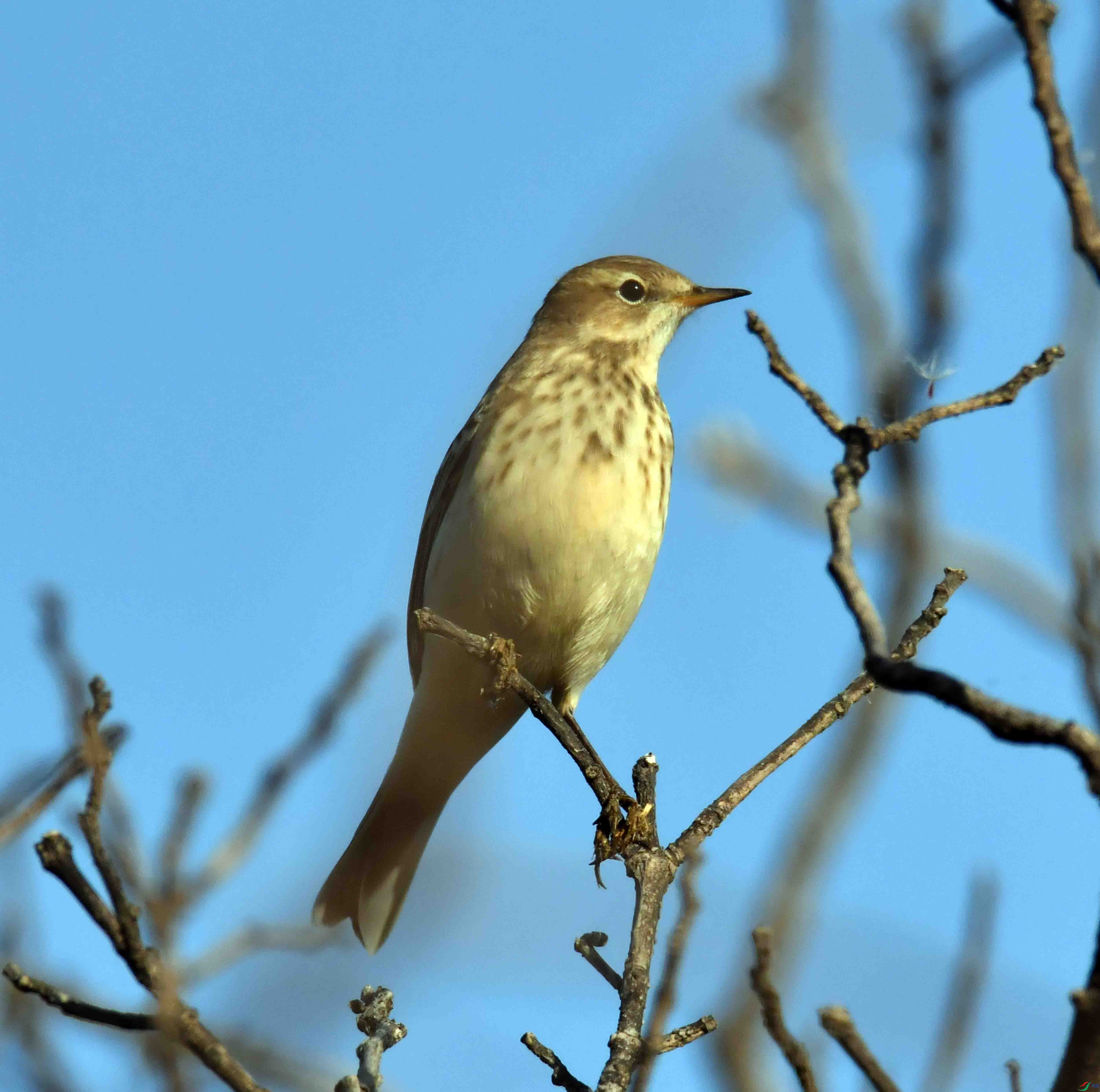 DSC_3933.JPG