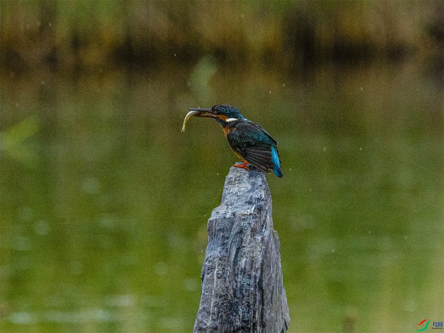 1K3A1955 ����1.jpg