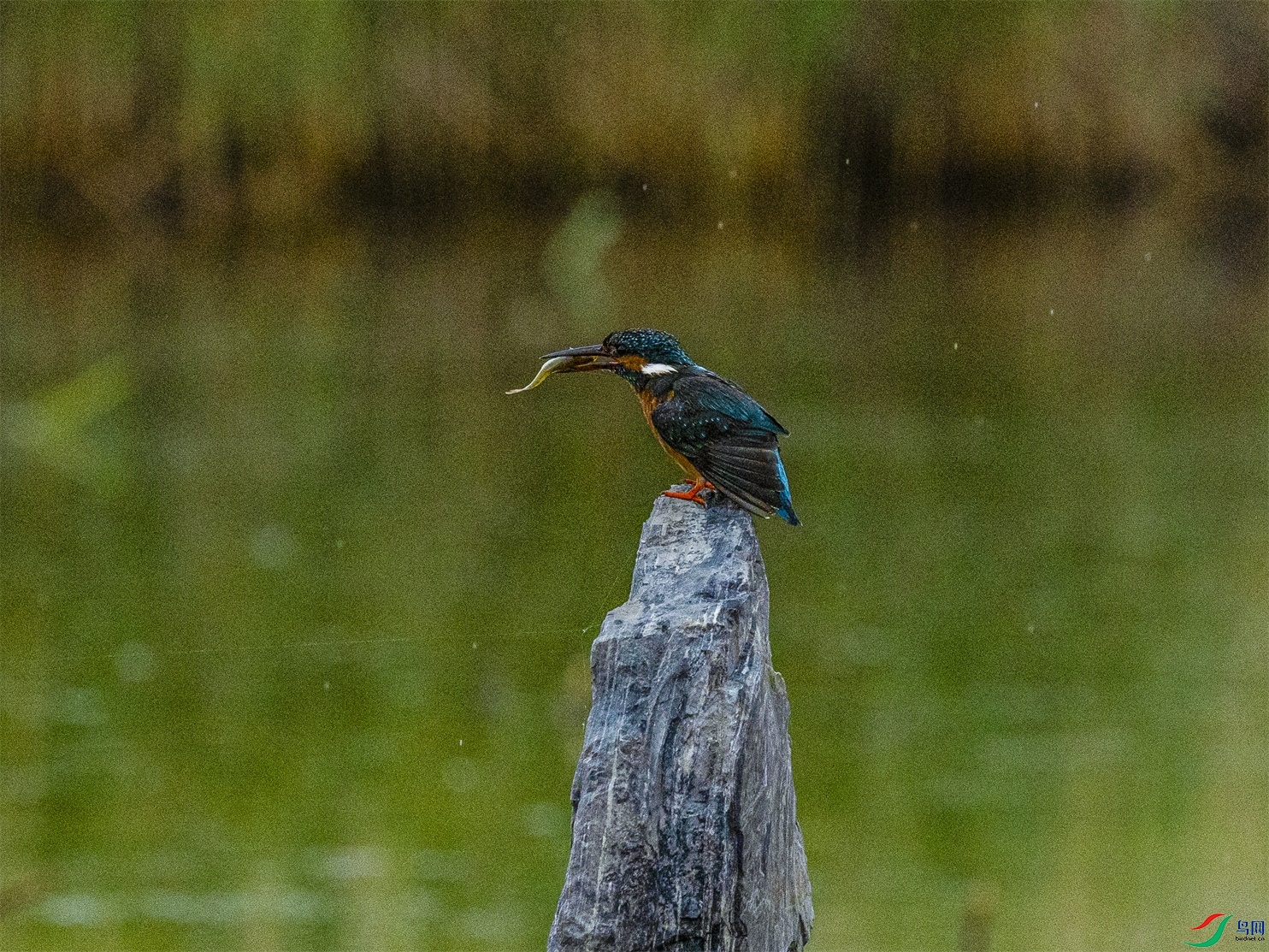 1K3A1954 ����1.jpg