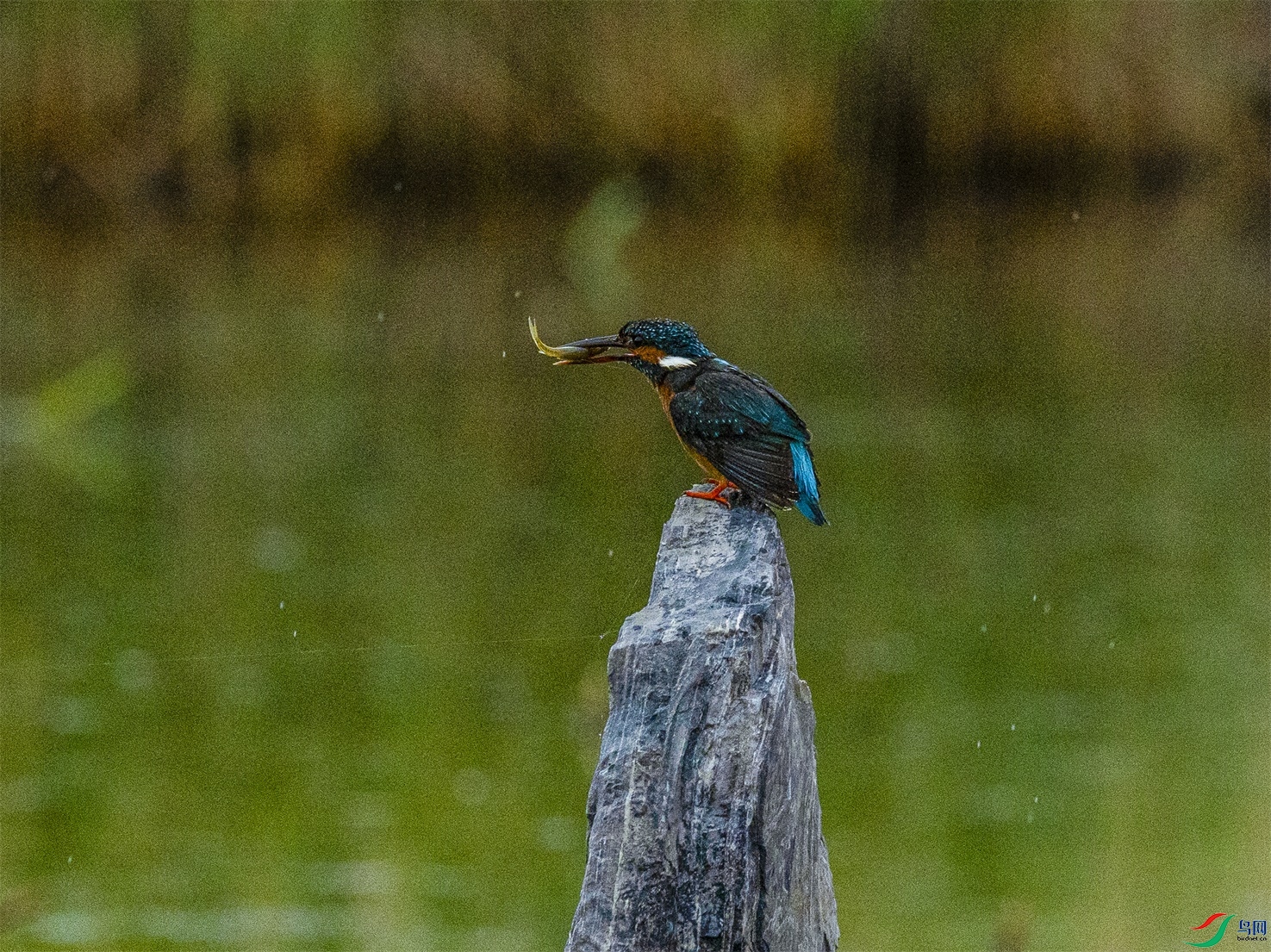 1K3A1953 ����1.jpg