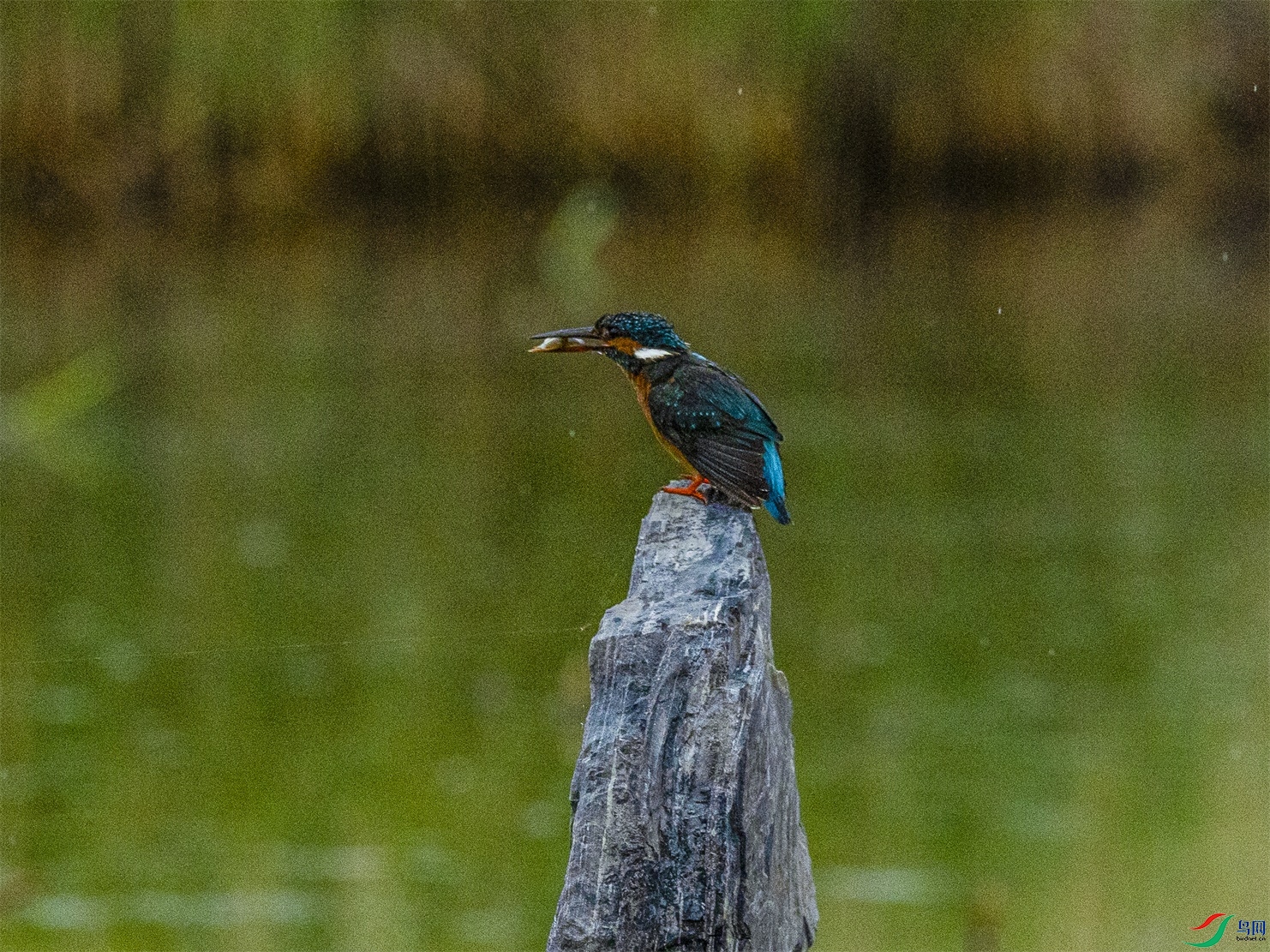 1K3A1959 ����1.jpg