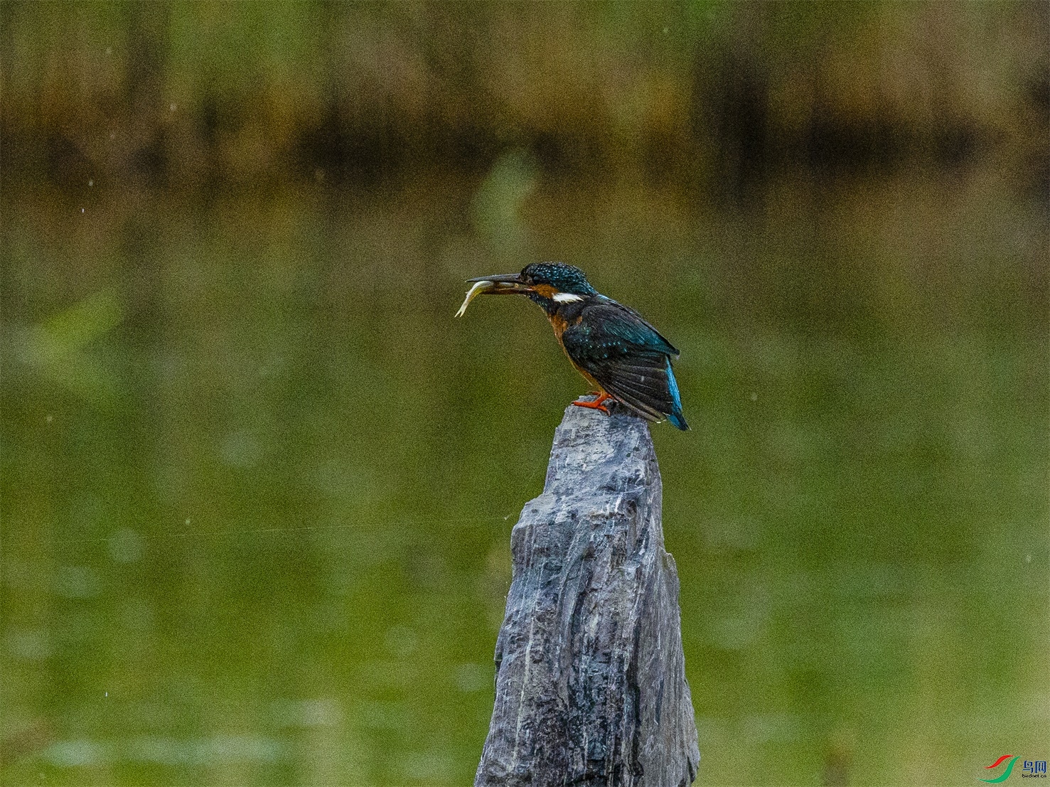 1K3A1957 ����1.jpg