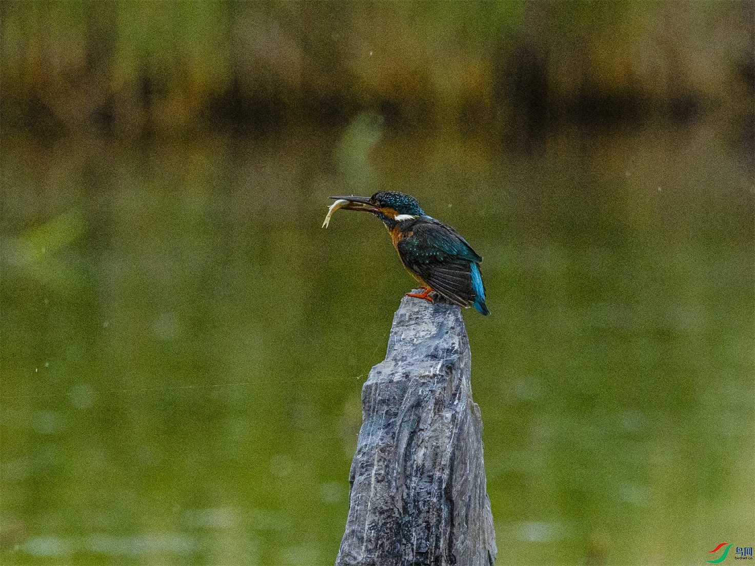 1K3A1958 ����1.jpg