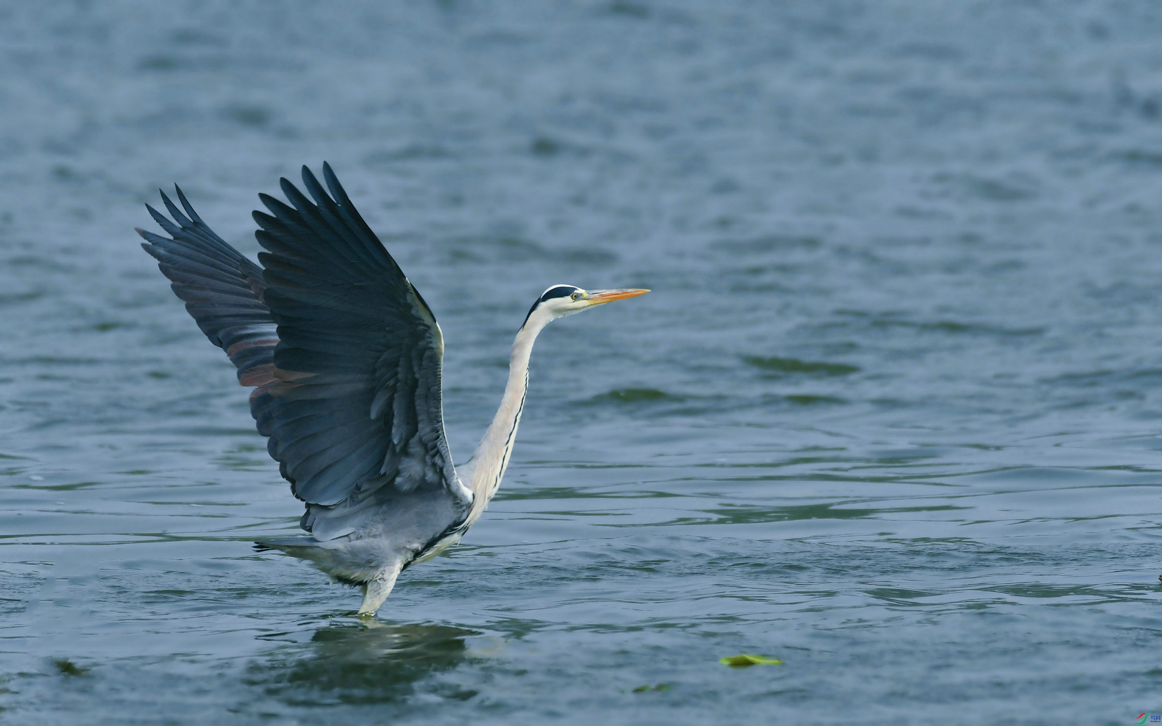 DSC_1000.JPG