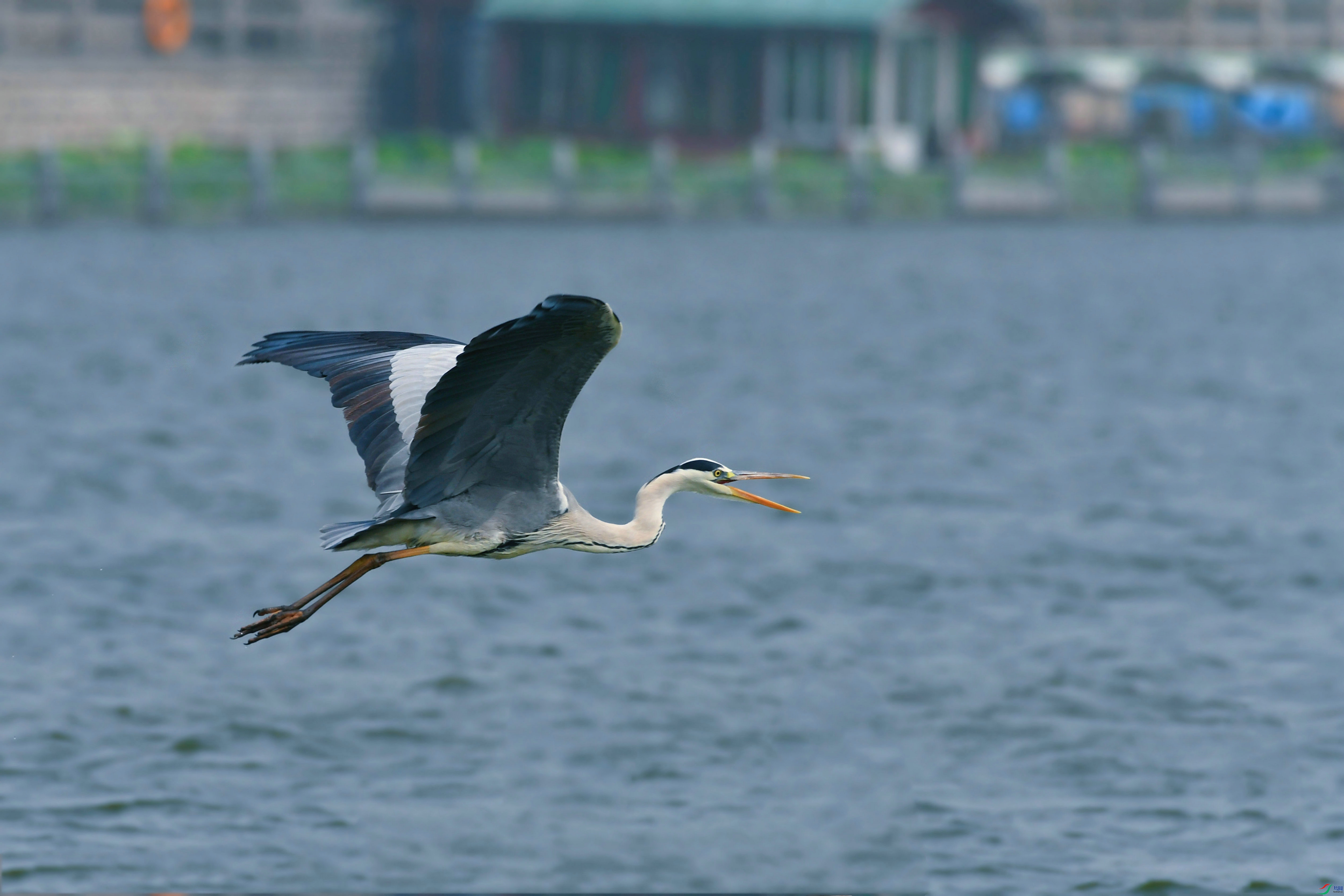 DSC_1017.JPG
