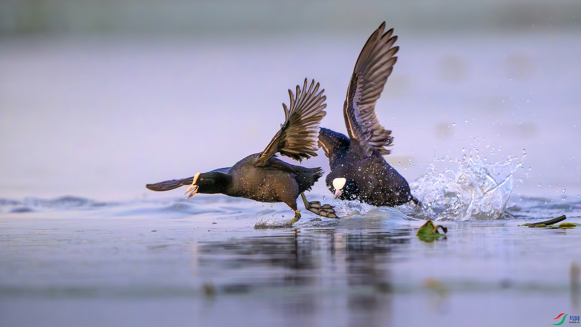 1_XXL7131-����ǿ-NR ����.jpeg