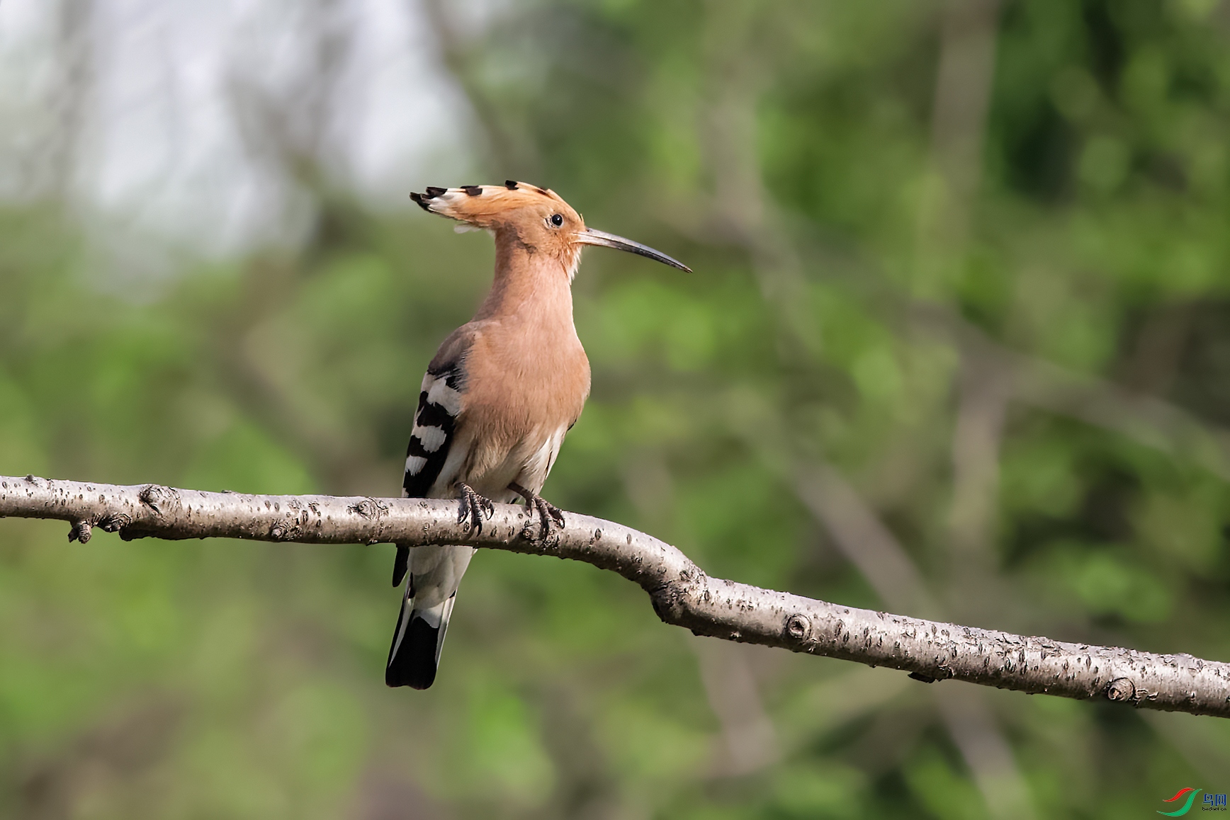 DSC_8505_DxOa6.jpg