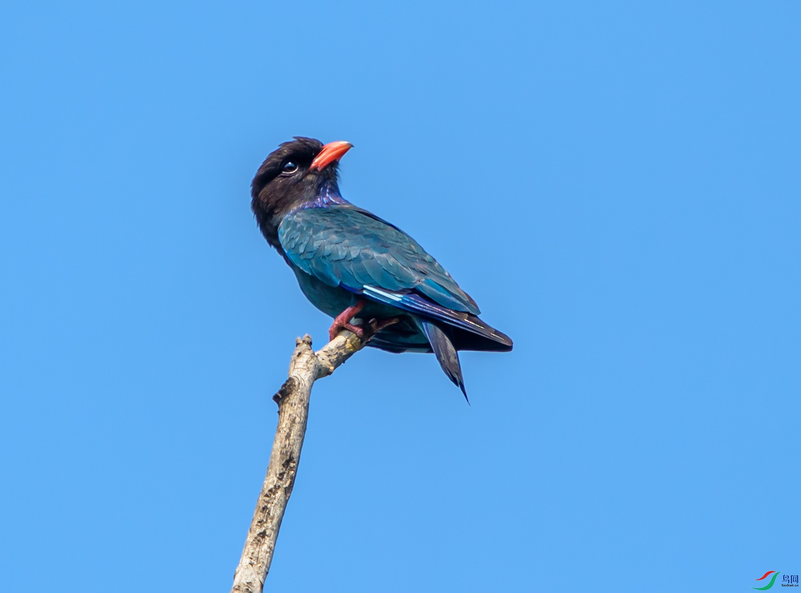 DSC_2412 ---��ͷ��.jpg