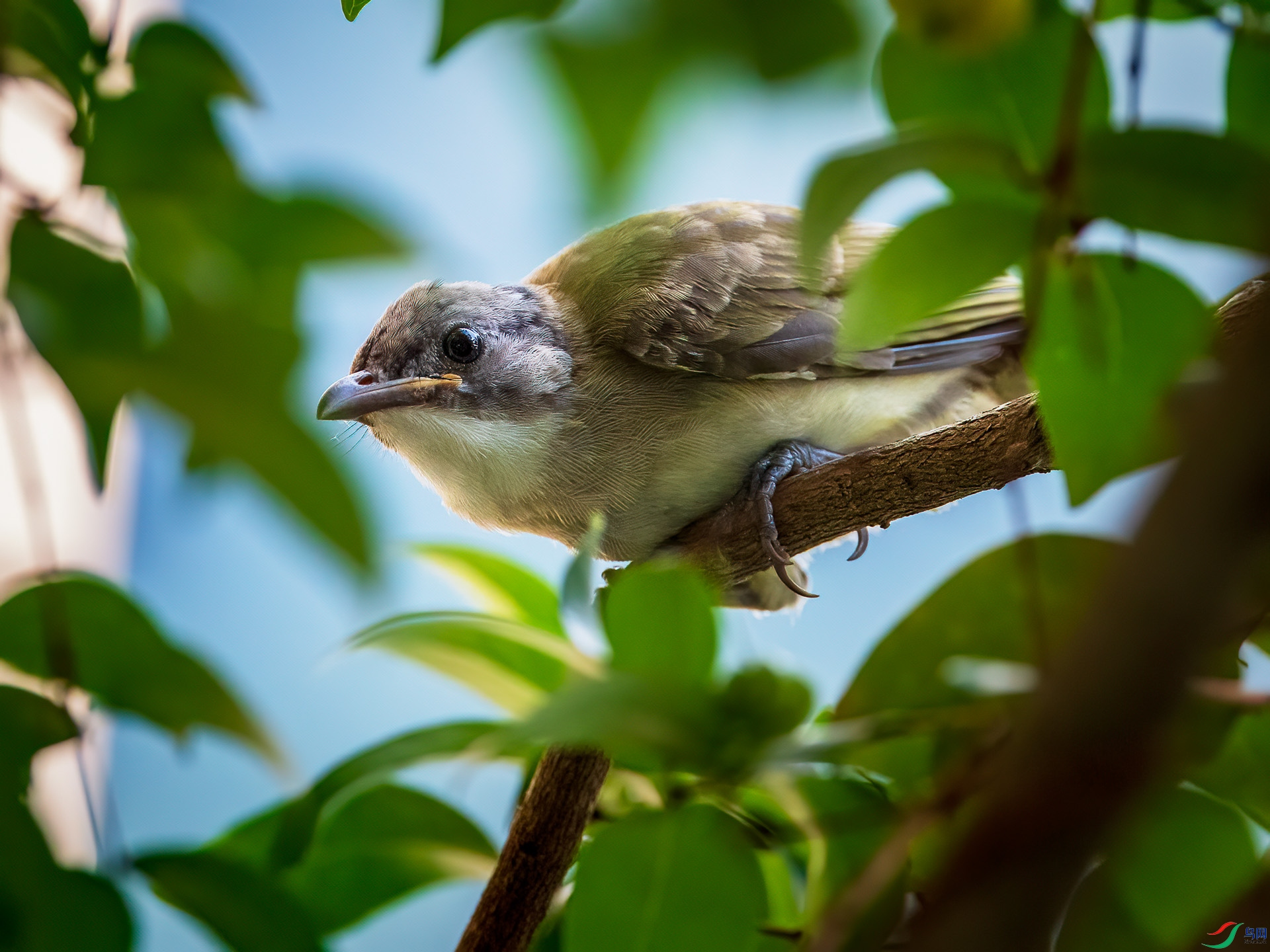 ��ͷ������