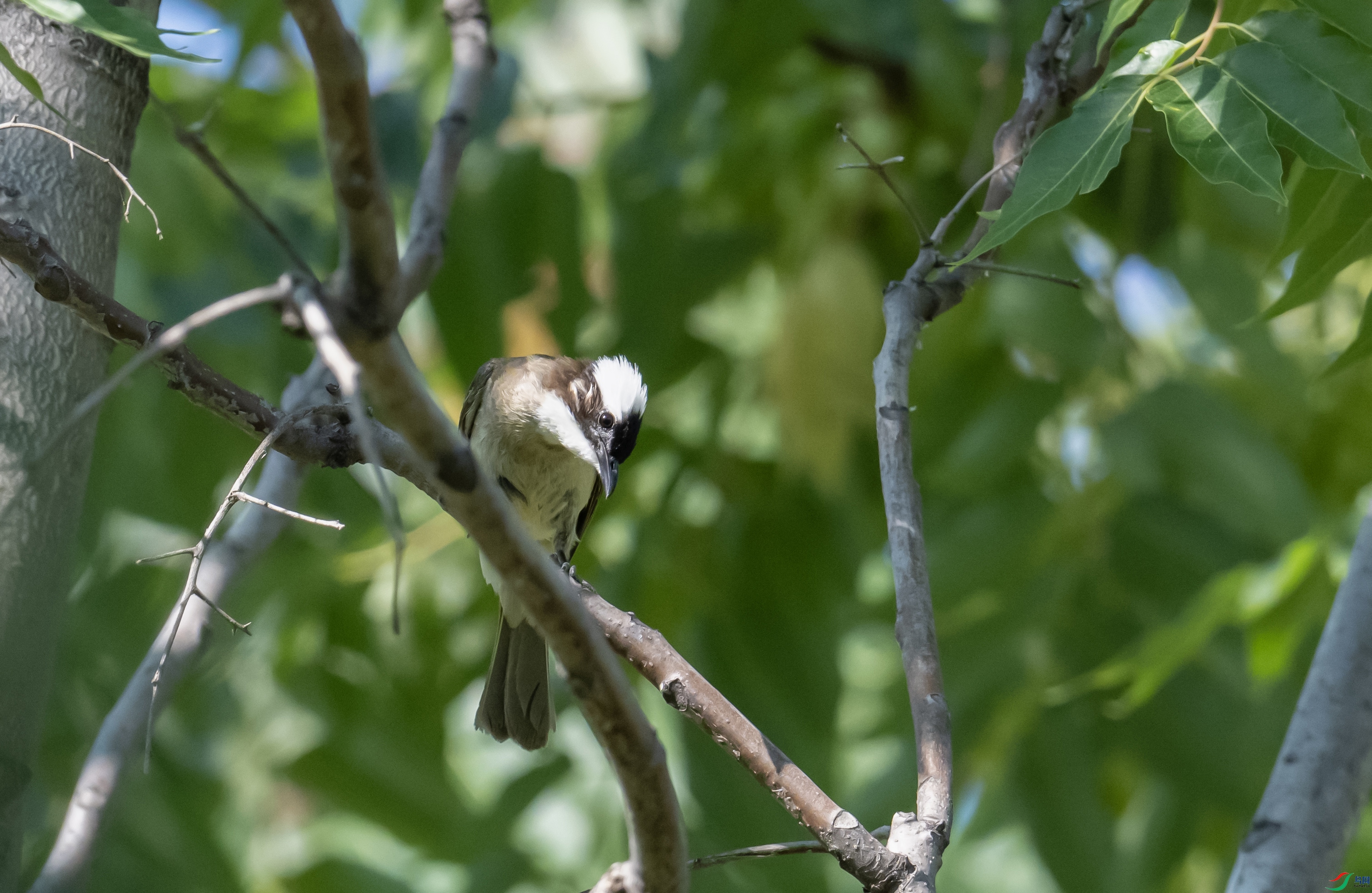 DSC_3677 ����.jpg