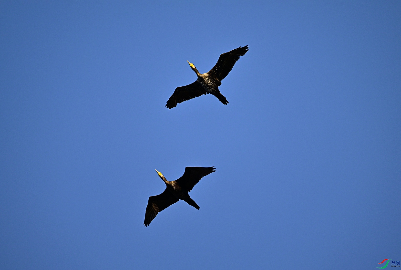 _DSC4716f.jpg