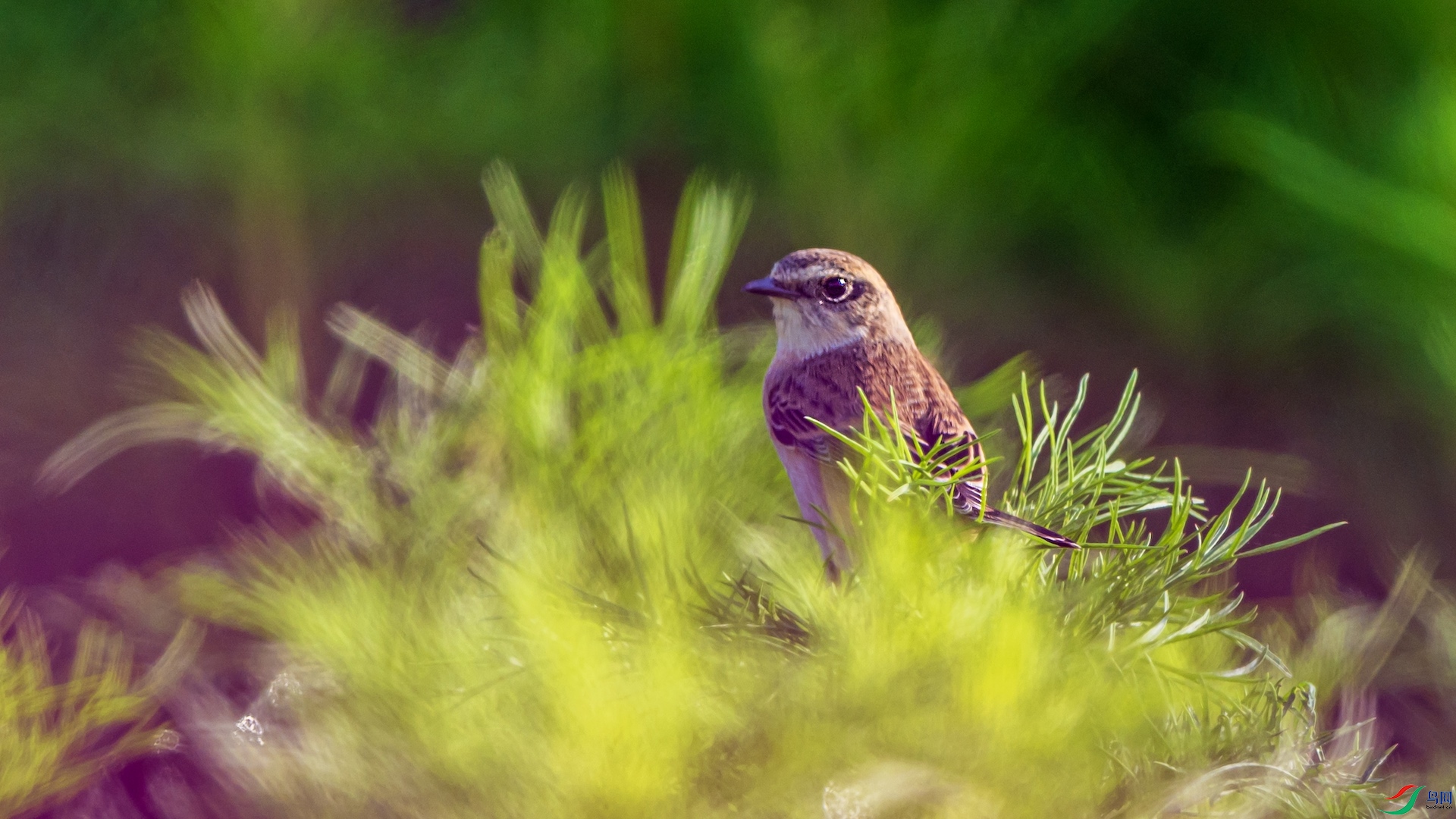 1-DSC_2924 ����.jpeg