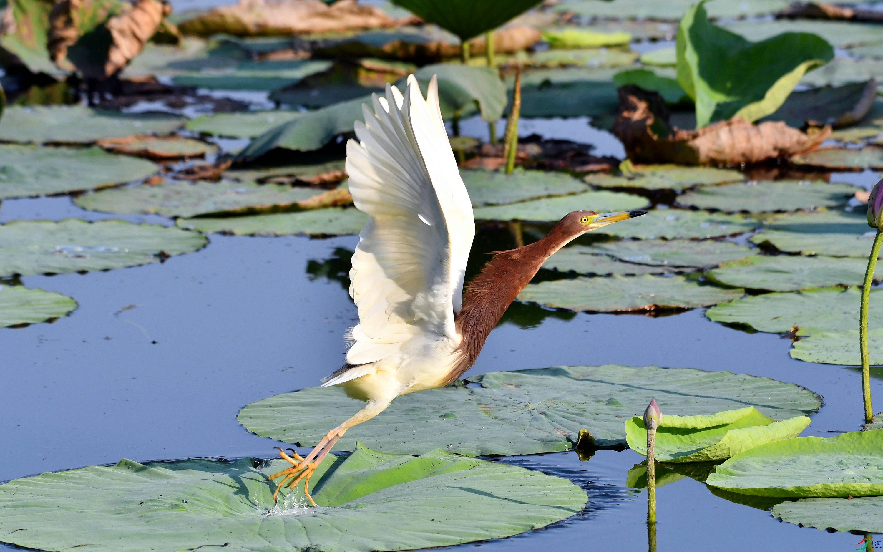 DSC_3466.JPG