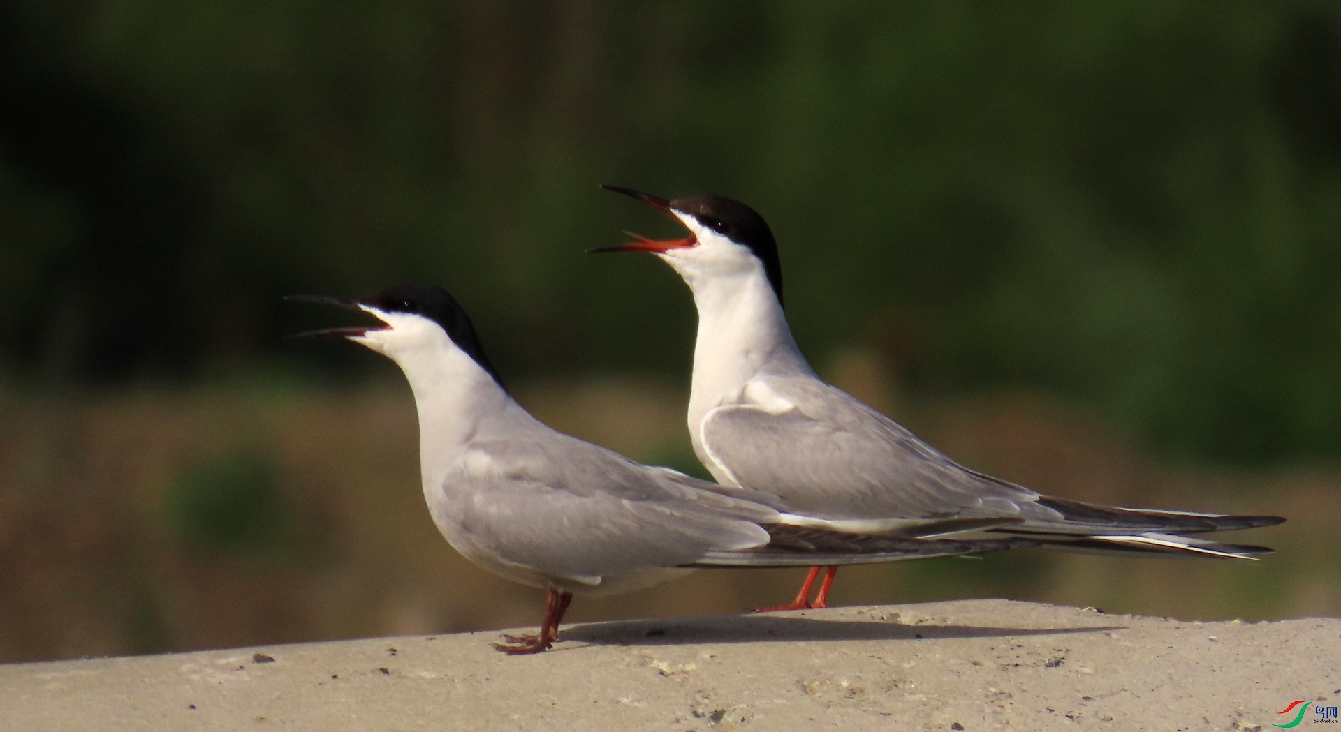 IMG_6131.JPG