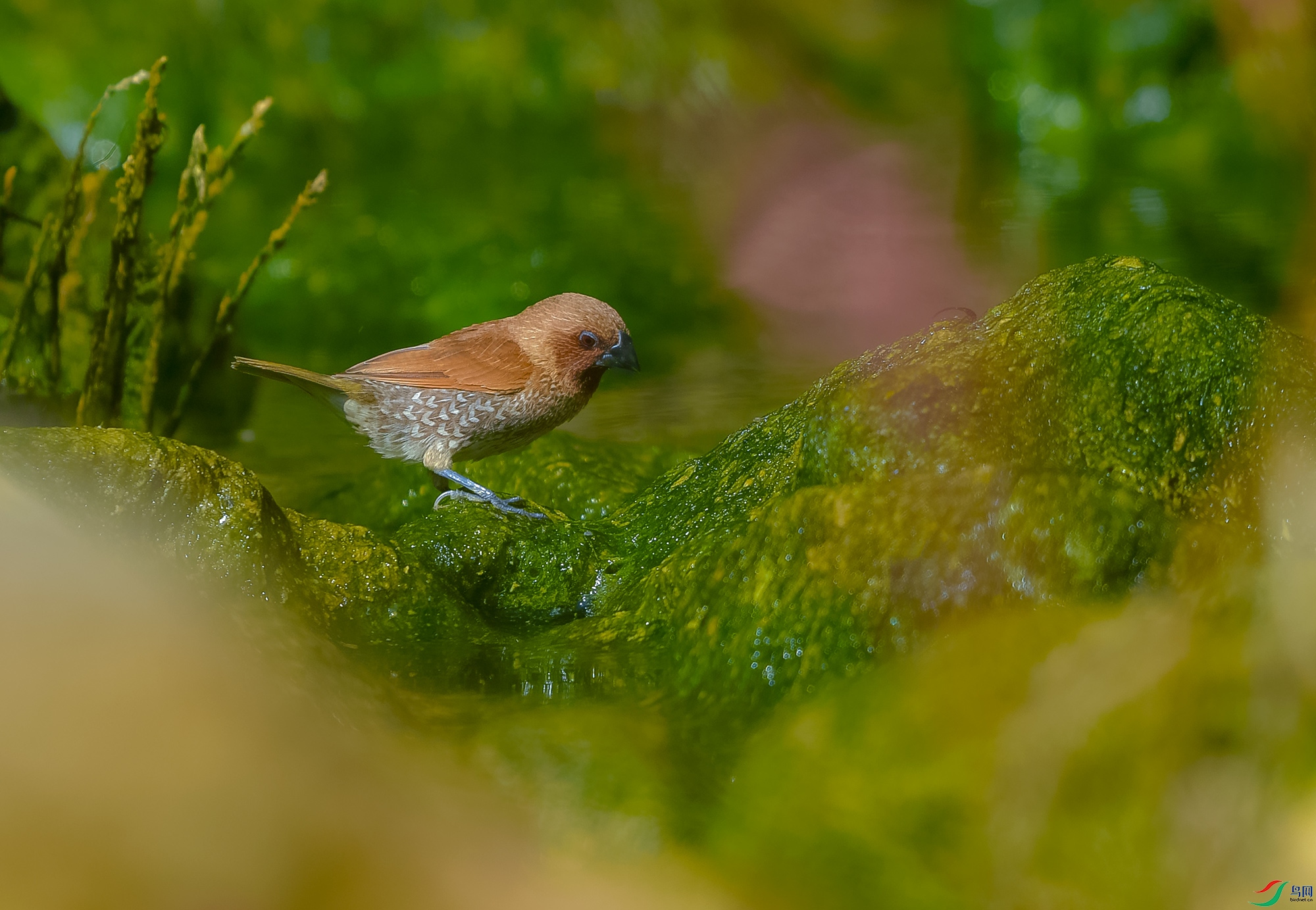 DSC_4037.JPG