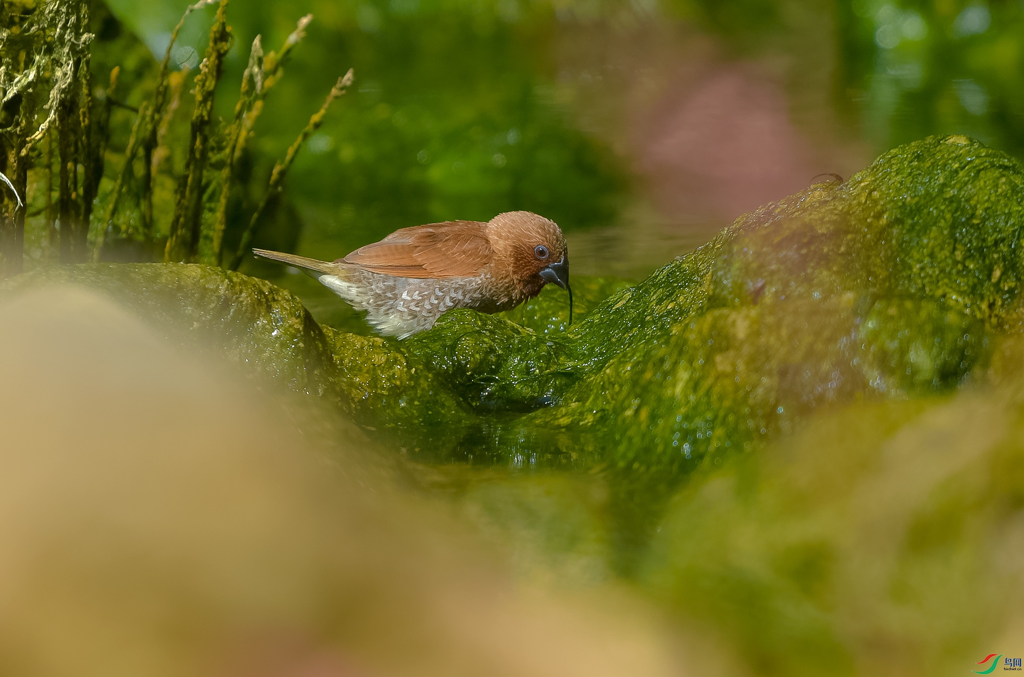 DSC_4053.JPG