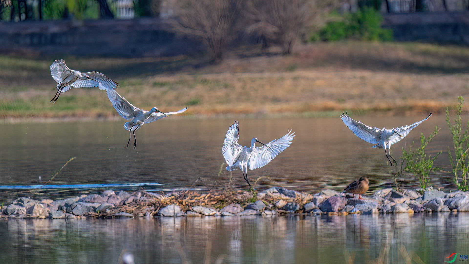 DSC_2468.jpg