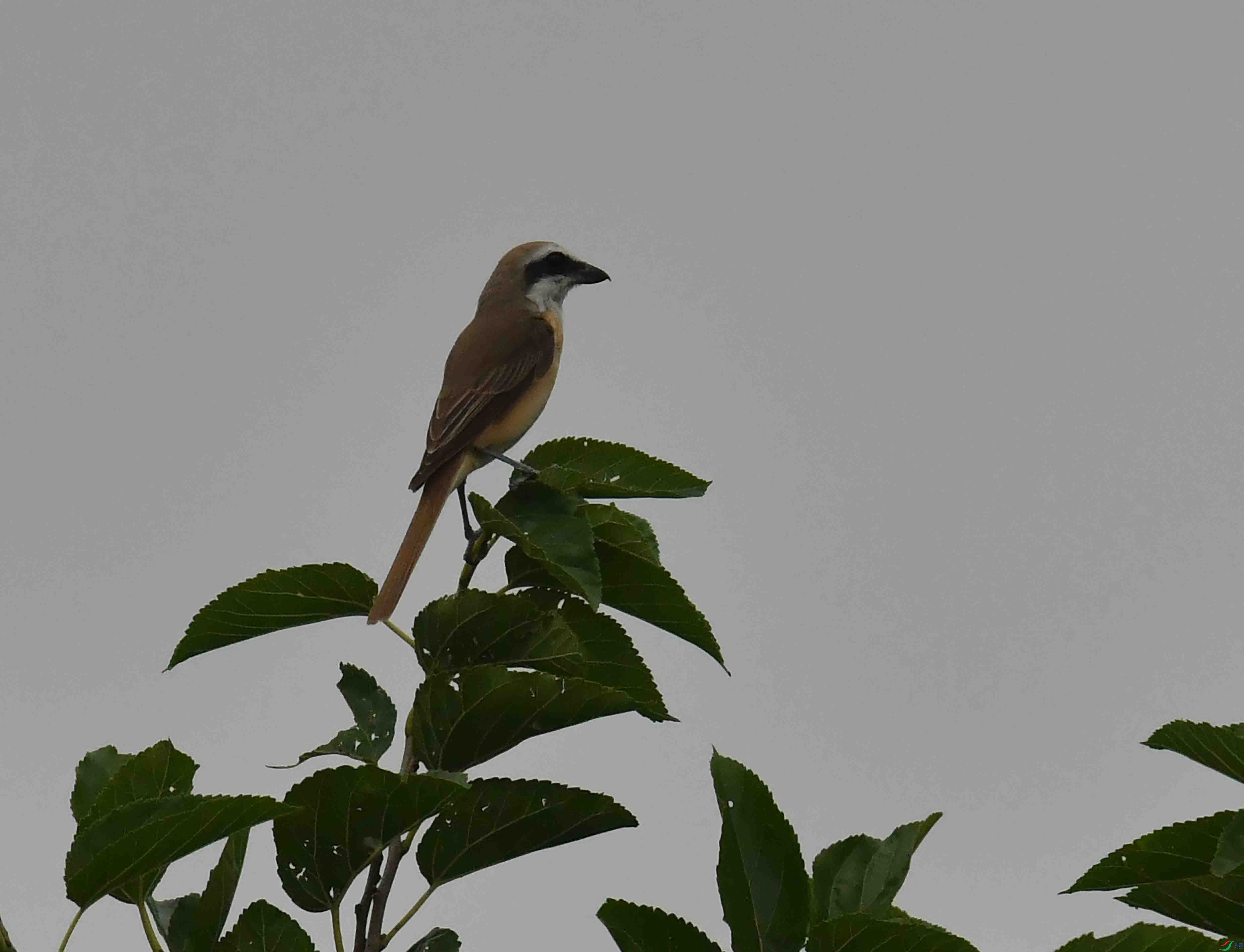 DSC_6948.JPG