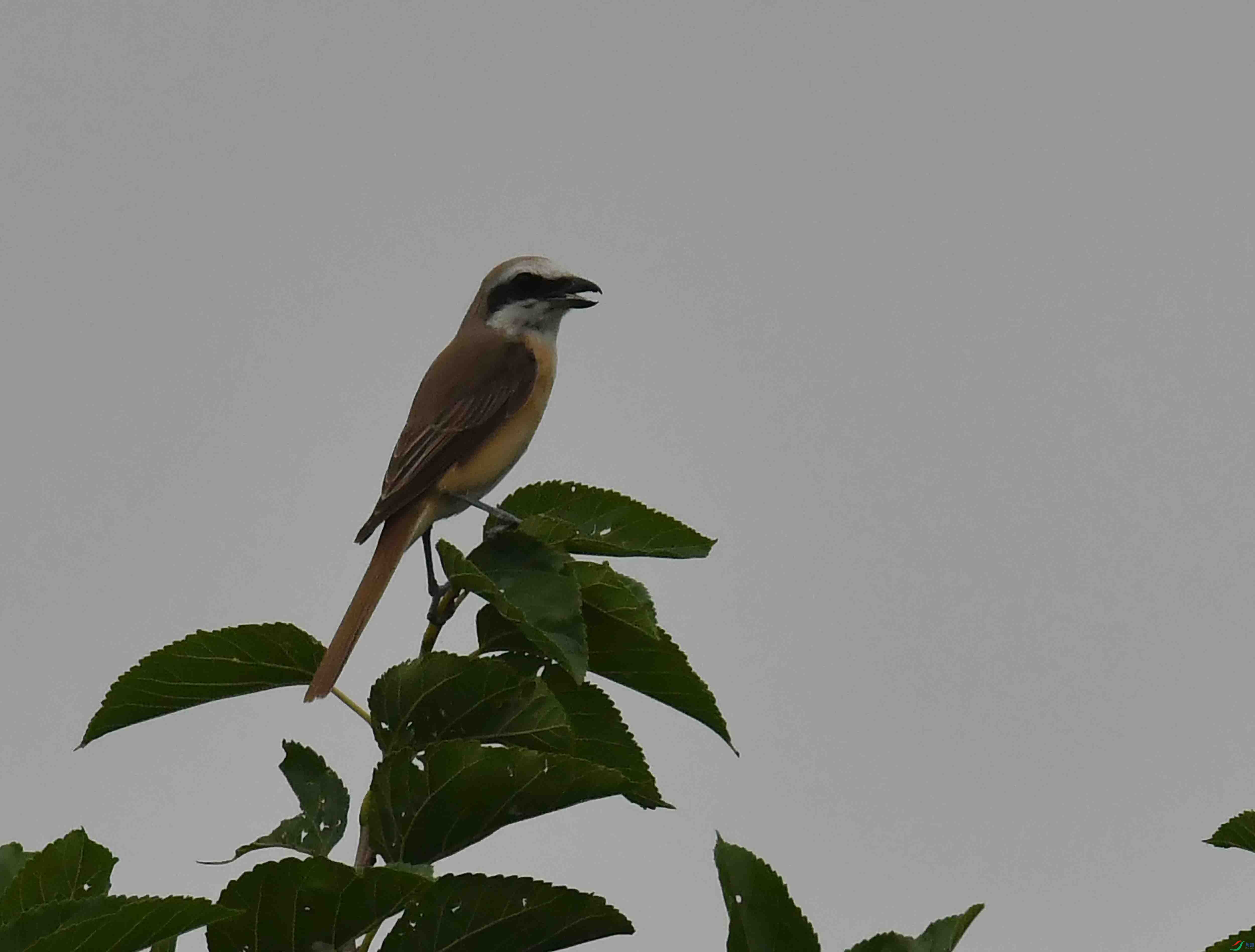 DSC_6952.JPG