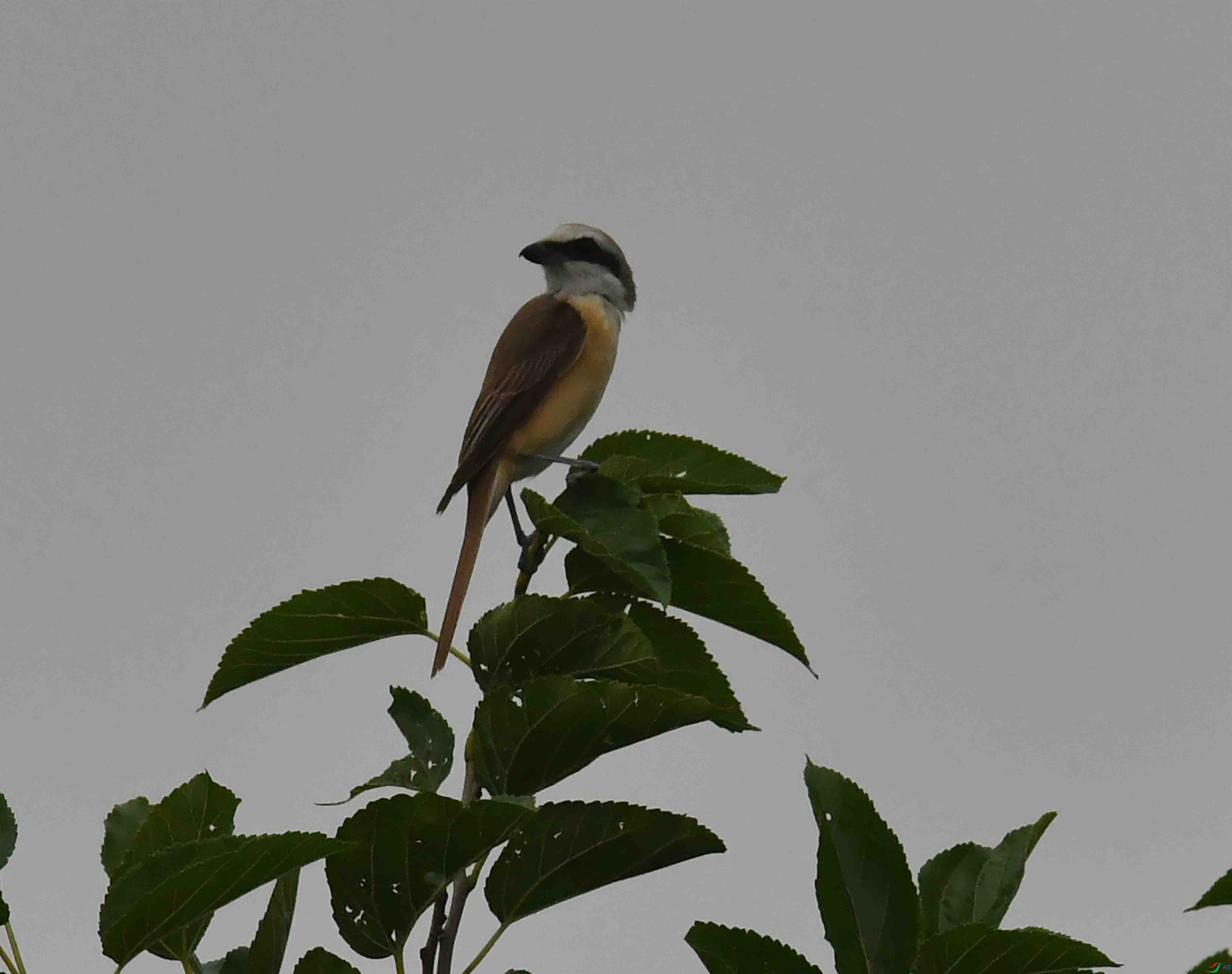 DSC_6956.JPG