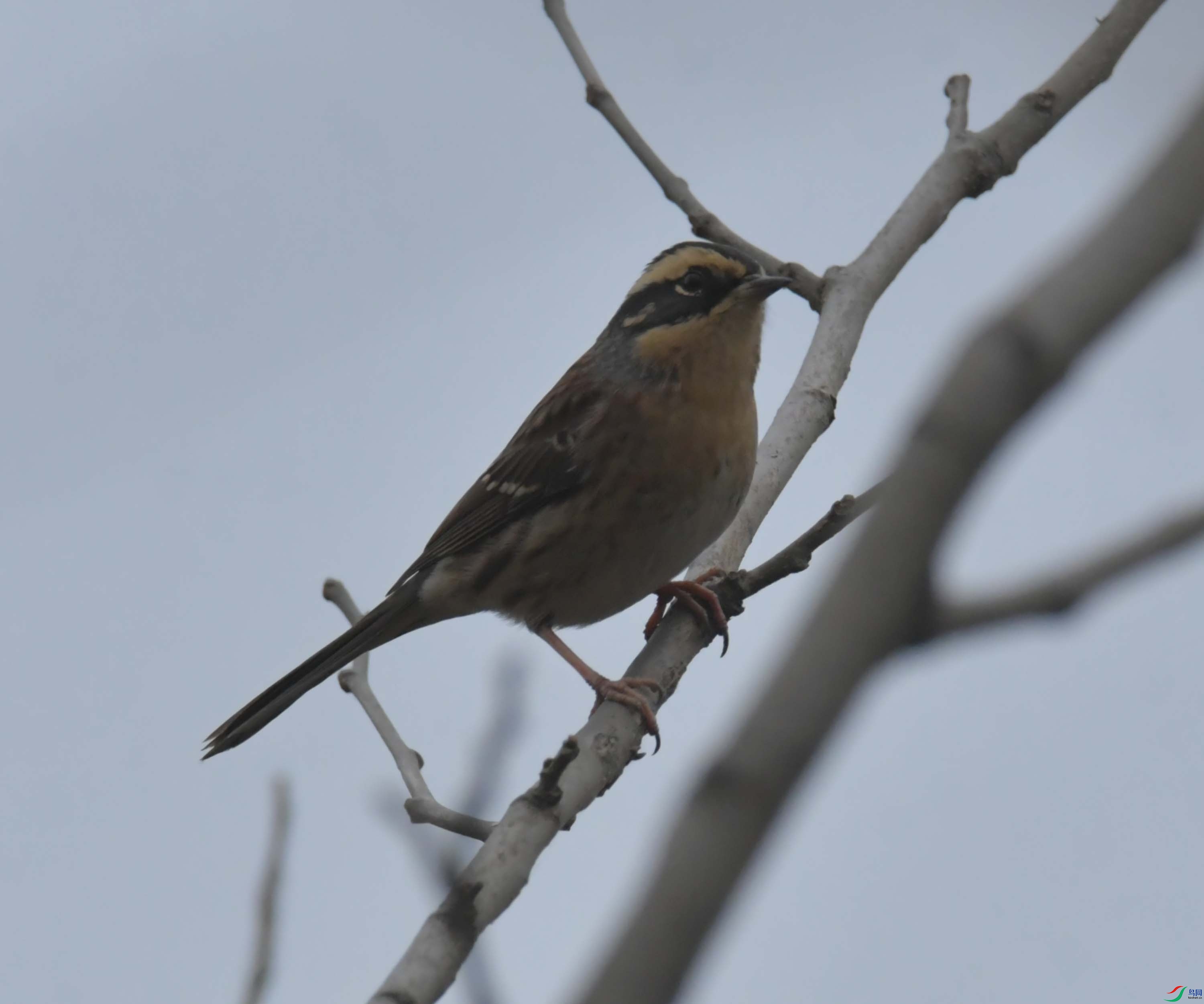 DSC_4459.JPG