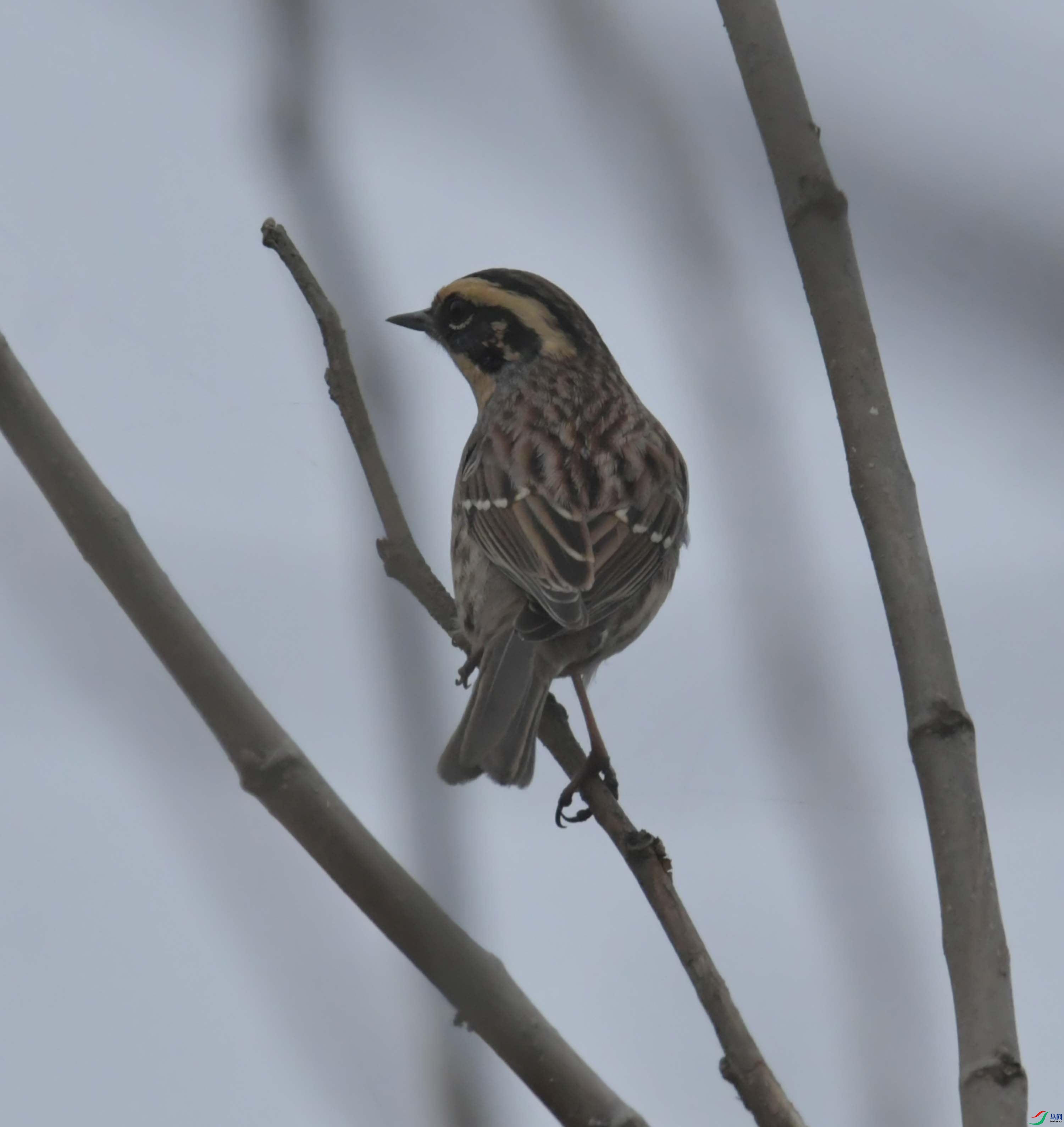 DSC_4496.JPG