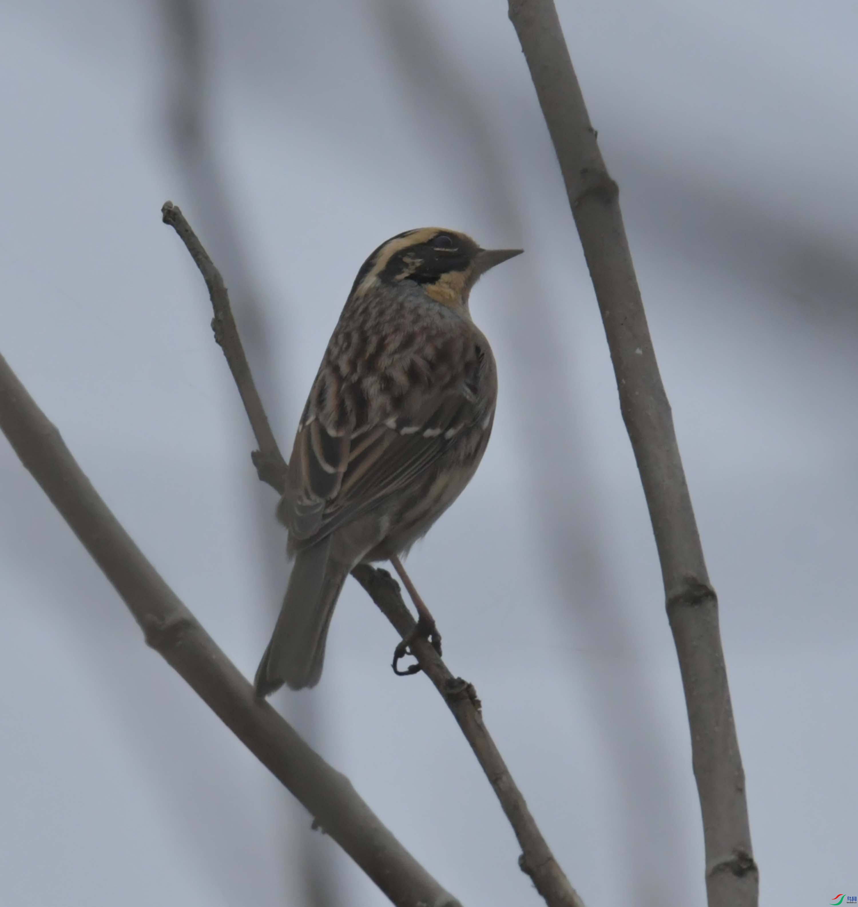 DSC_4510.JPG